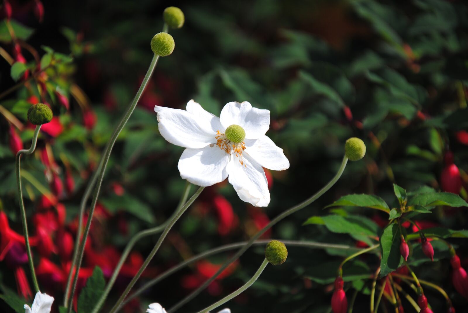 Nikon D3000 sample photo. "White colour, flower, flower" photography