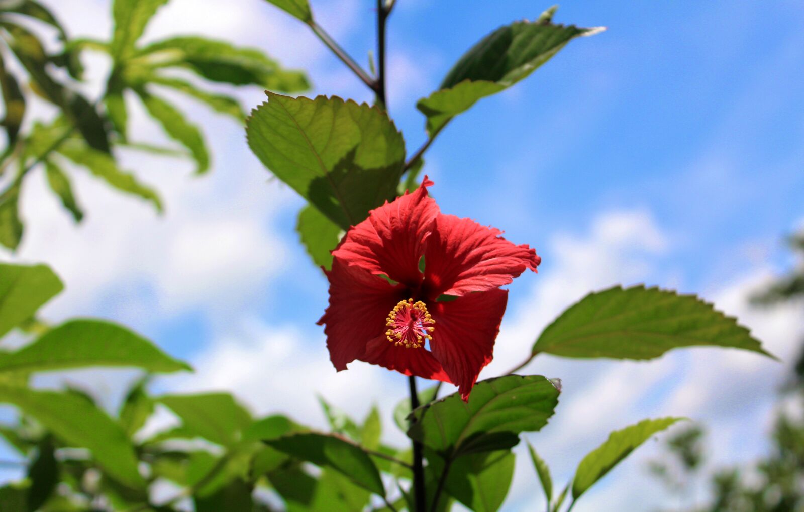 Canon EOS 1200D (EOS Rebel T5 / EOS Kiss X70 / EOS Hi) sample photo. Flower, hibiscus, nature photography