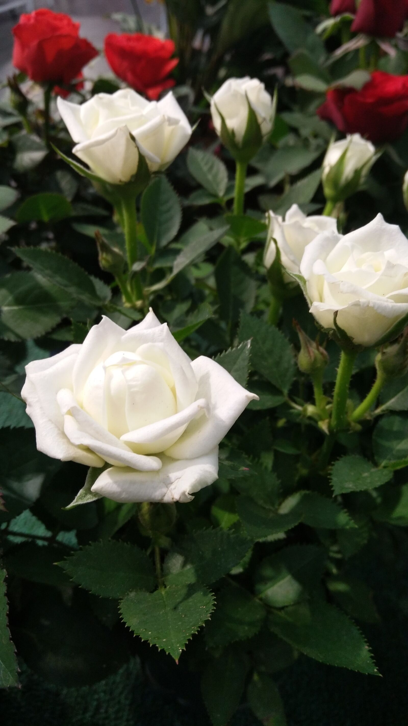 vivo V3MAX sample photo. Roses, white rose, flower photography