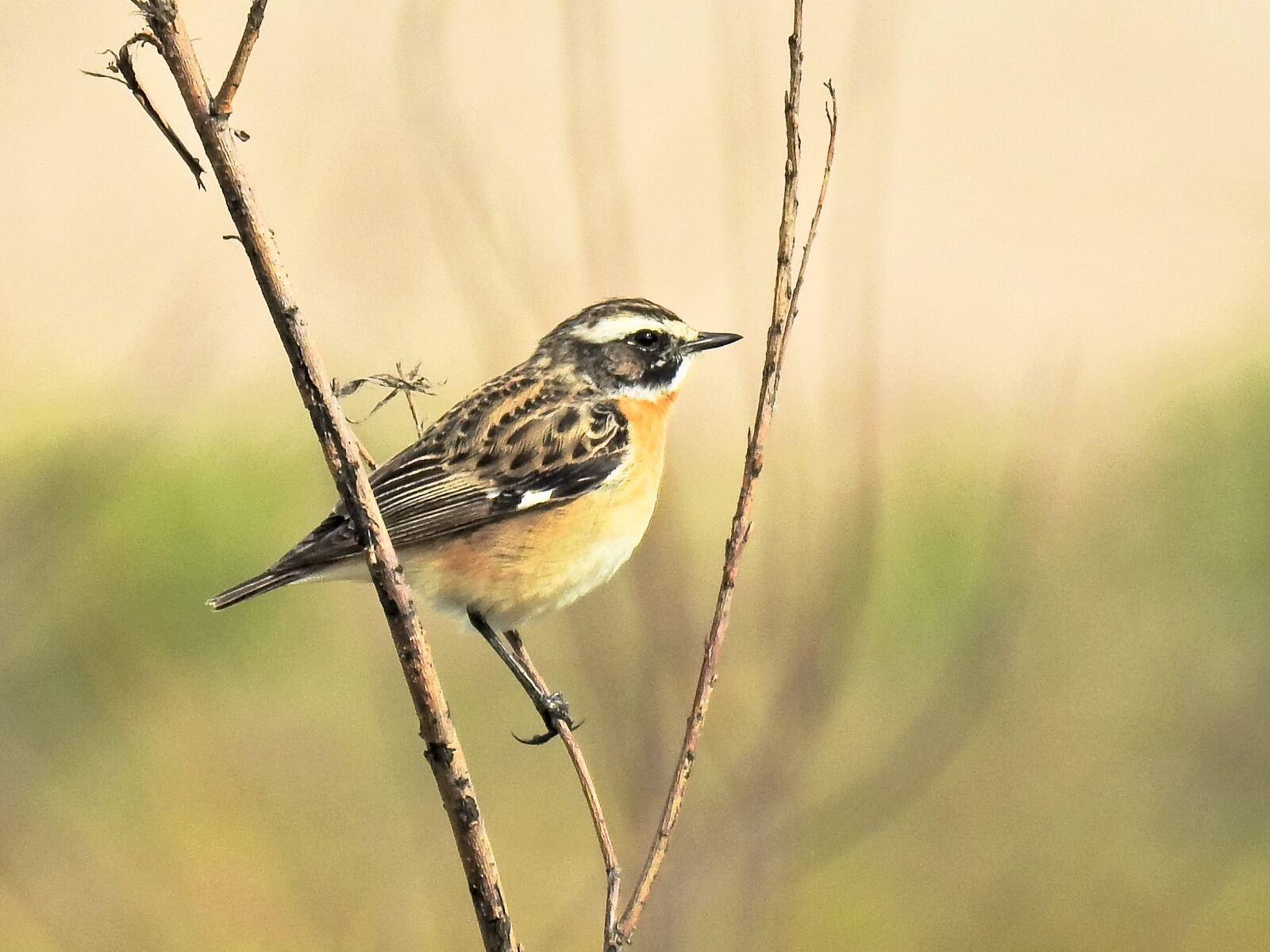 Nikon Coolpix P900 sample photo. Whinchat, bird, songbird photography
