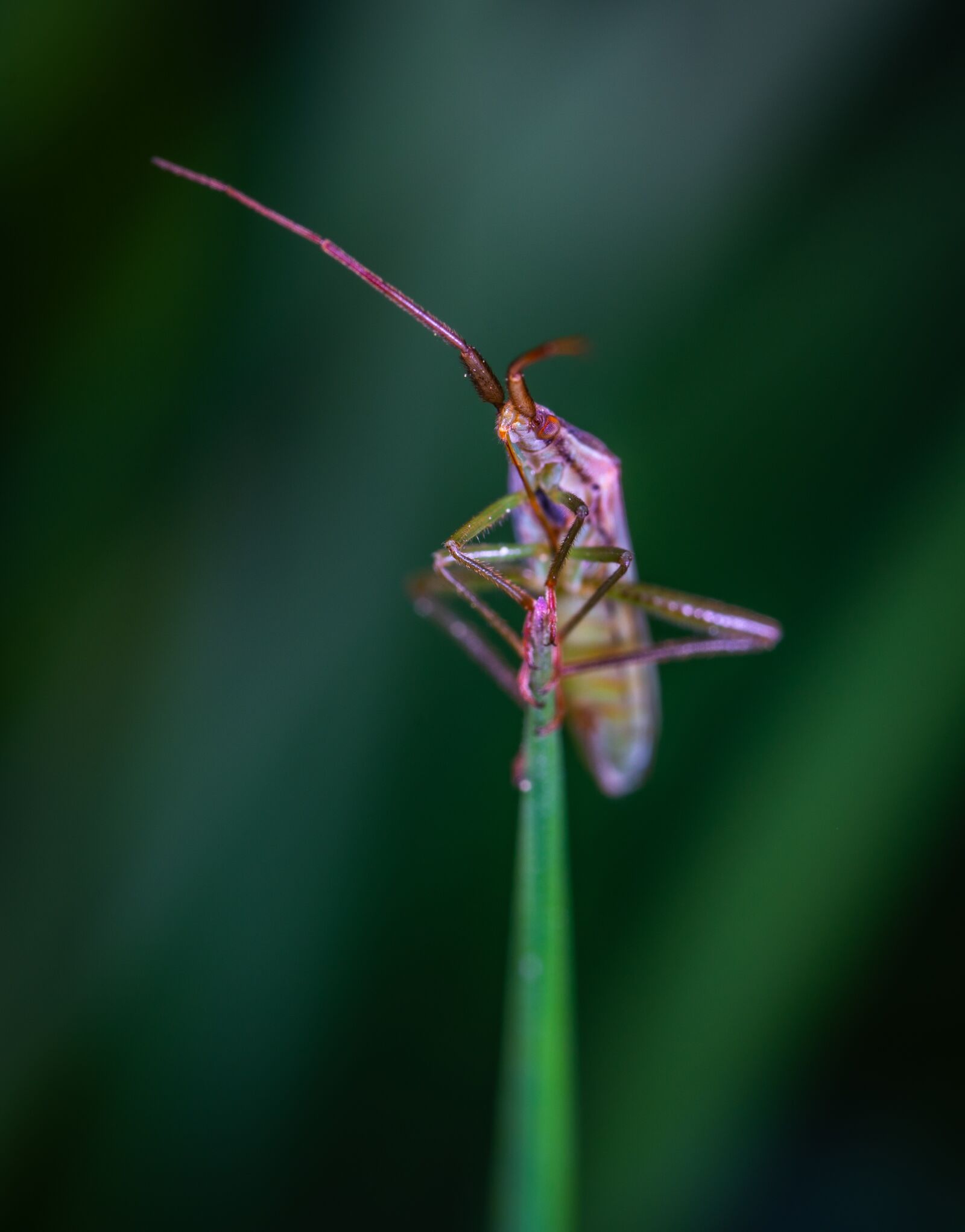 #124 65/2.8 sample photo. Macro, insect photography