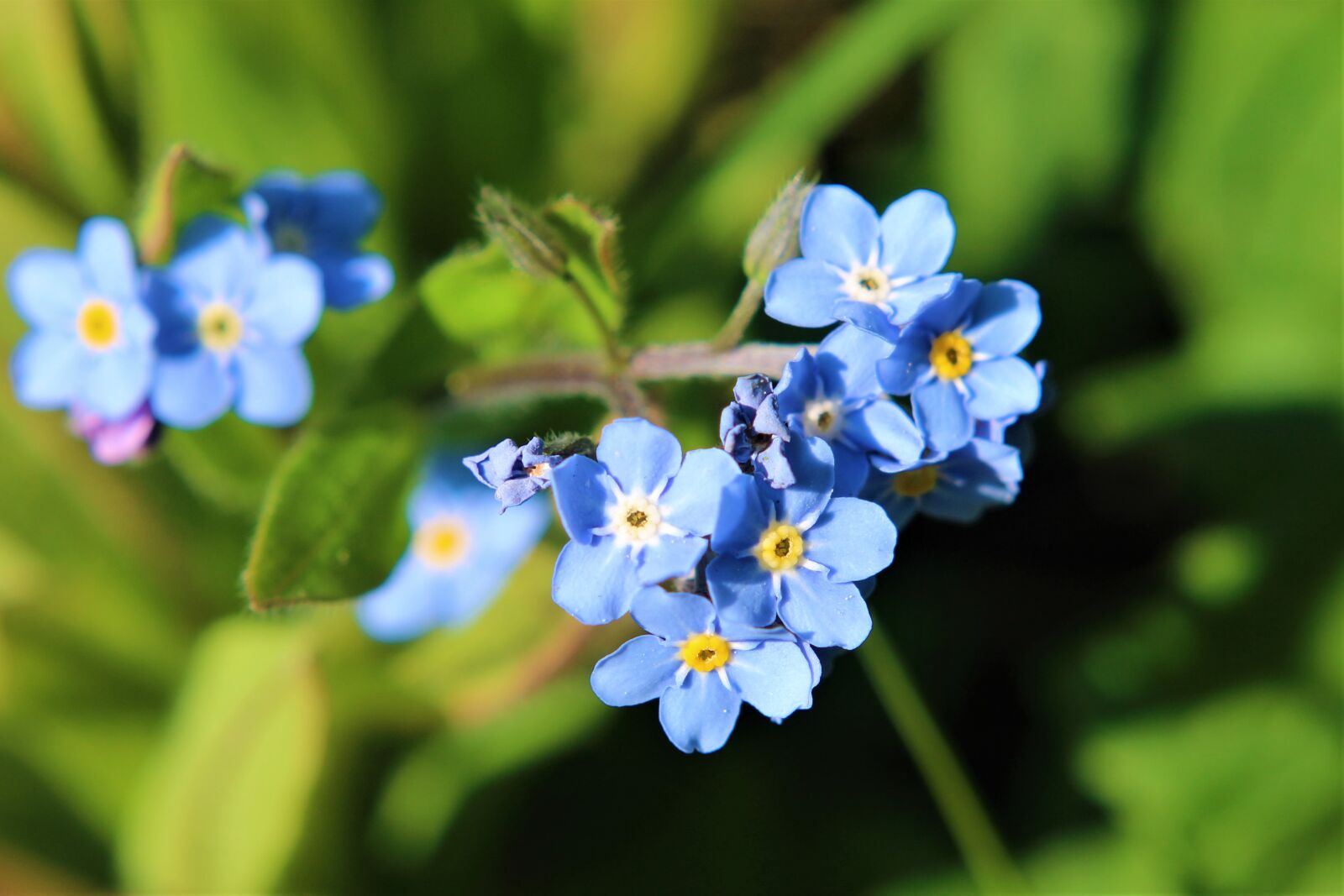 Canon EOS 2000D (EOS Rebel T7 / EOS Kiss X90 / EOS 1500D) sample photo. Flower, nature, spring photography