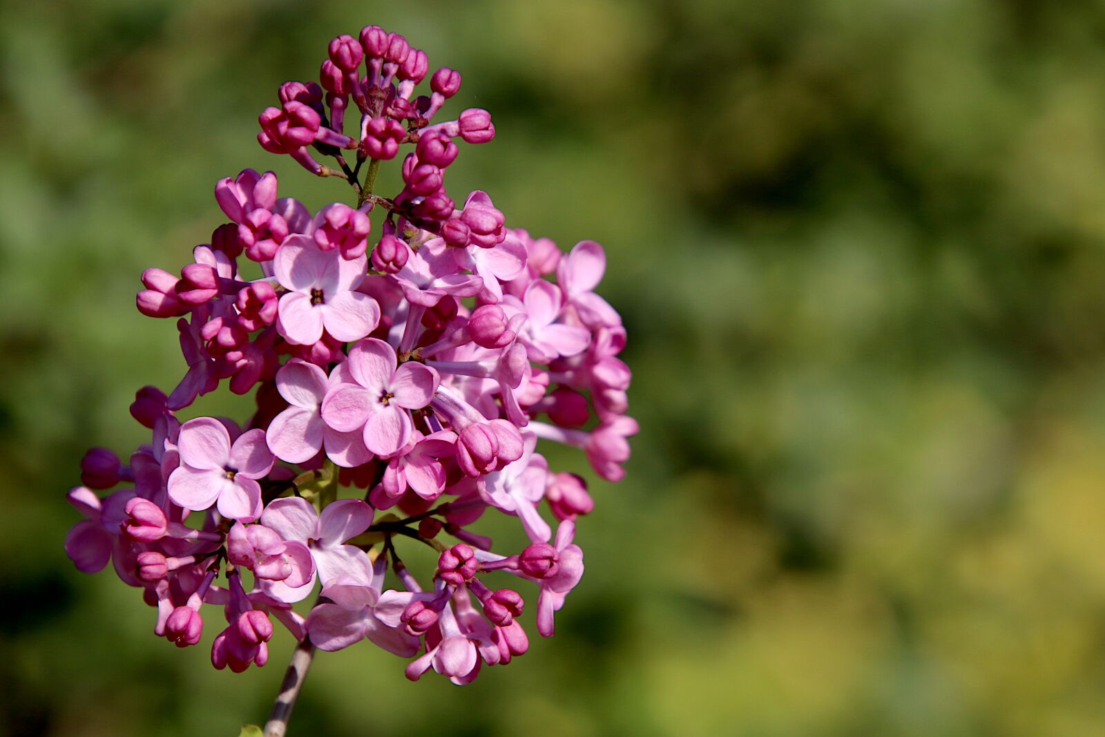 Canon EOS 800D (EOS Rebel T7i / EOS Kiss X9i) sample photo. Lilac, flowering shrubs, color photography