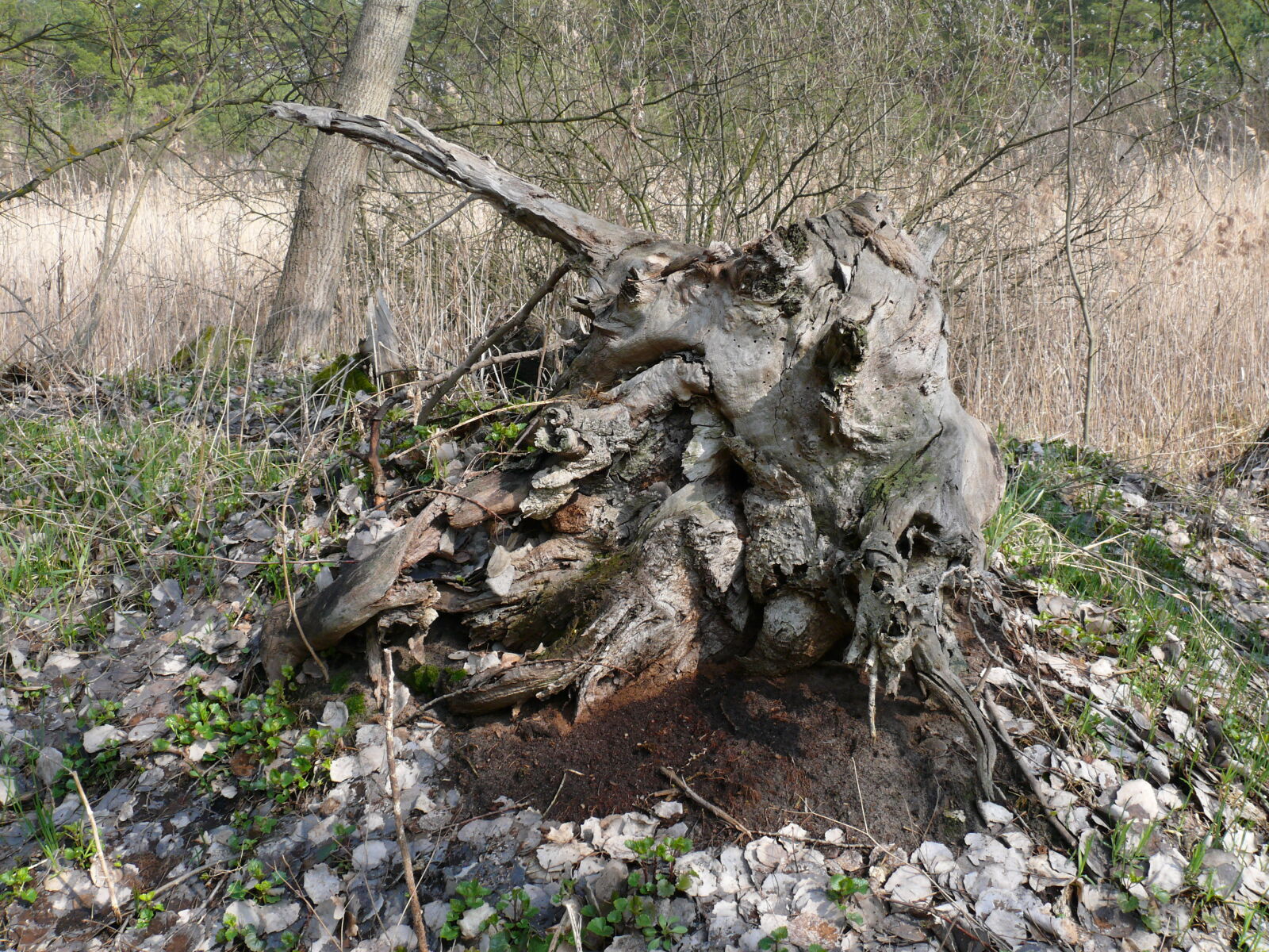 Panasonic DMC-FZ50 sample photo. Stump photography