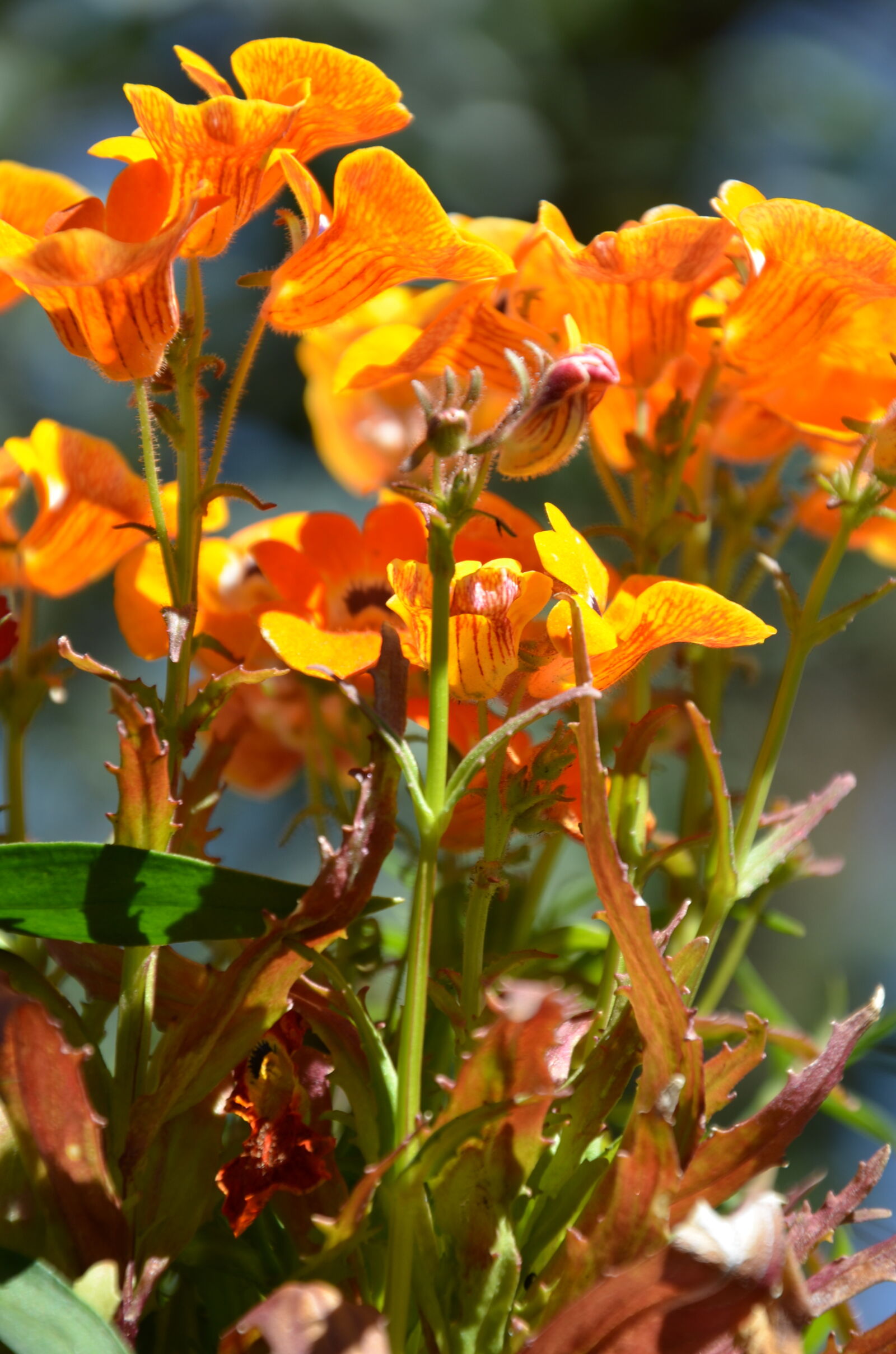 Nikon D7000 sample photo. Orange, flowers photography