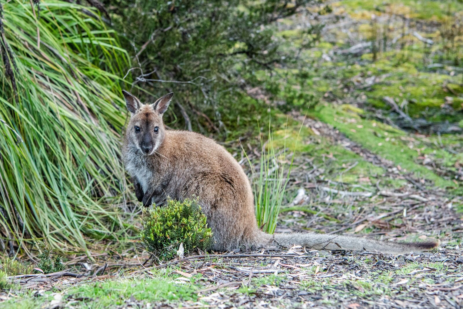 Nikon D750 sample photo. Bennetts wallaby, red-necked wallaby photography
