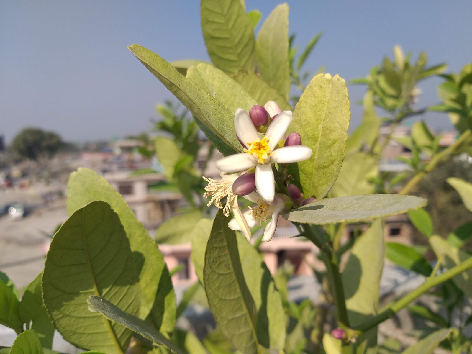 Samsung Galaxy J8 sample photo. Lemon, flower, nature photography