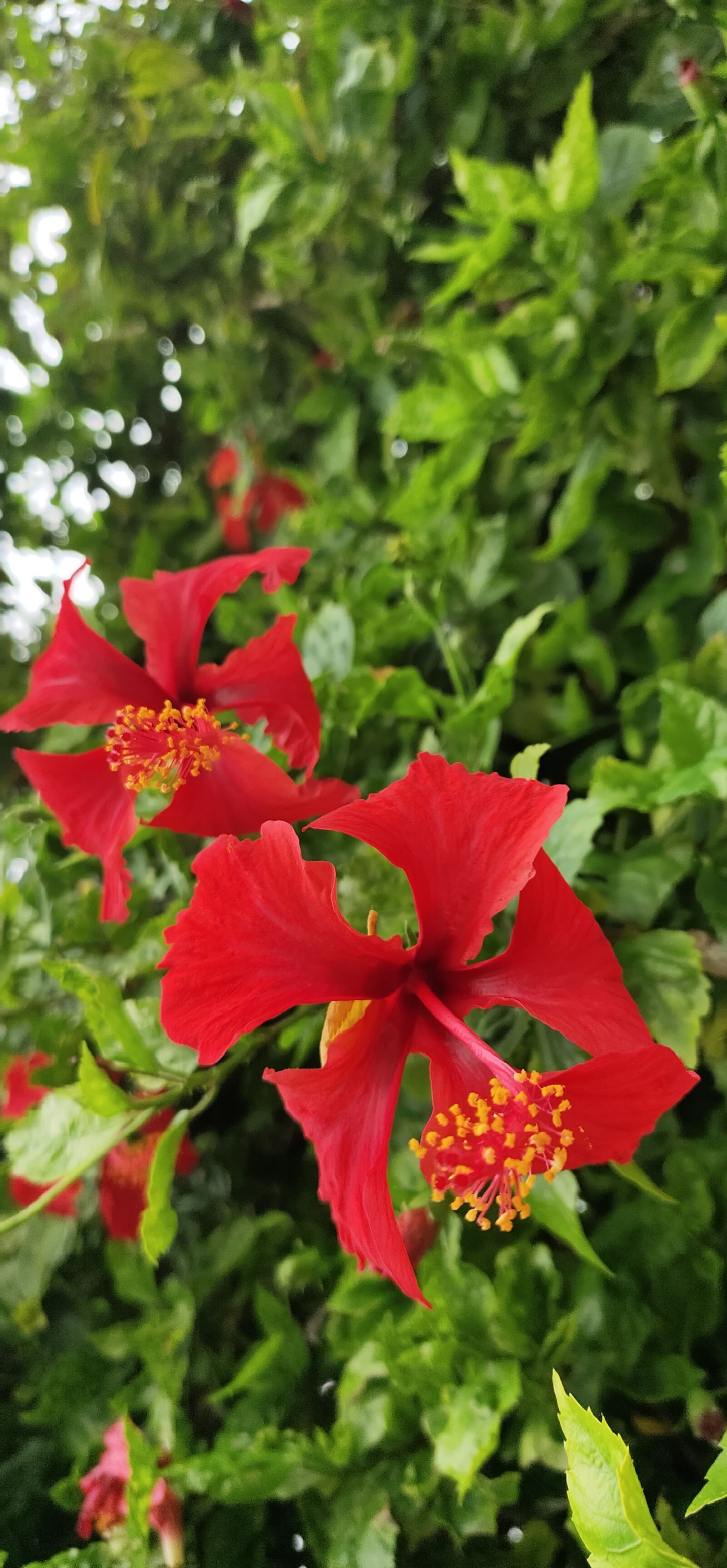 vivo 1917 sample photo. Flowers, nature, red flower photography