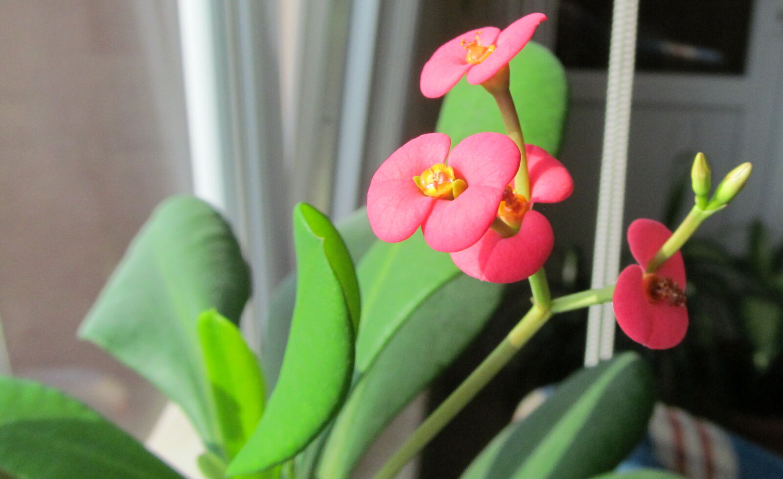 Canon PowerShot SX150 IS sample photo. Flower, macro, nature photography