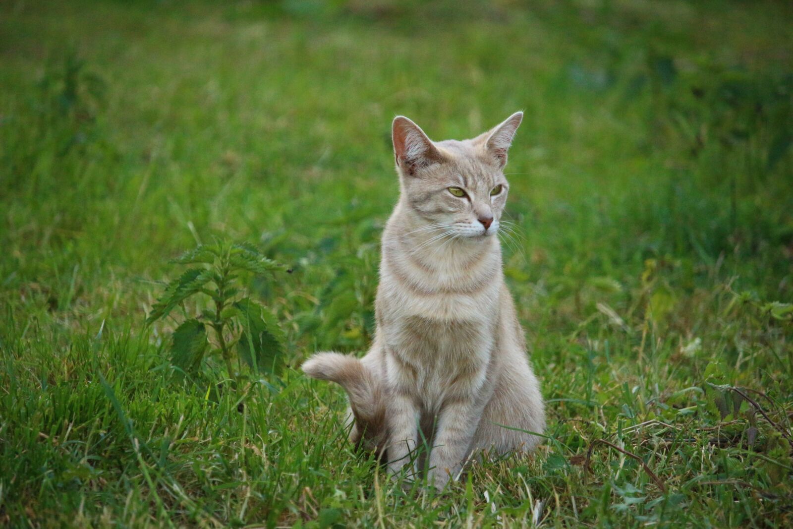 Canon EOS 100D (EOS Rebel SL1 / EOS Kiss X7) sample photo. Cat, mieze, kitten photography