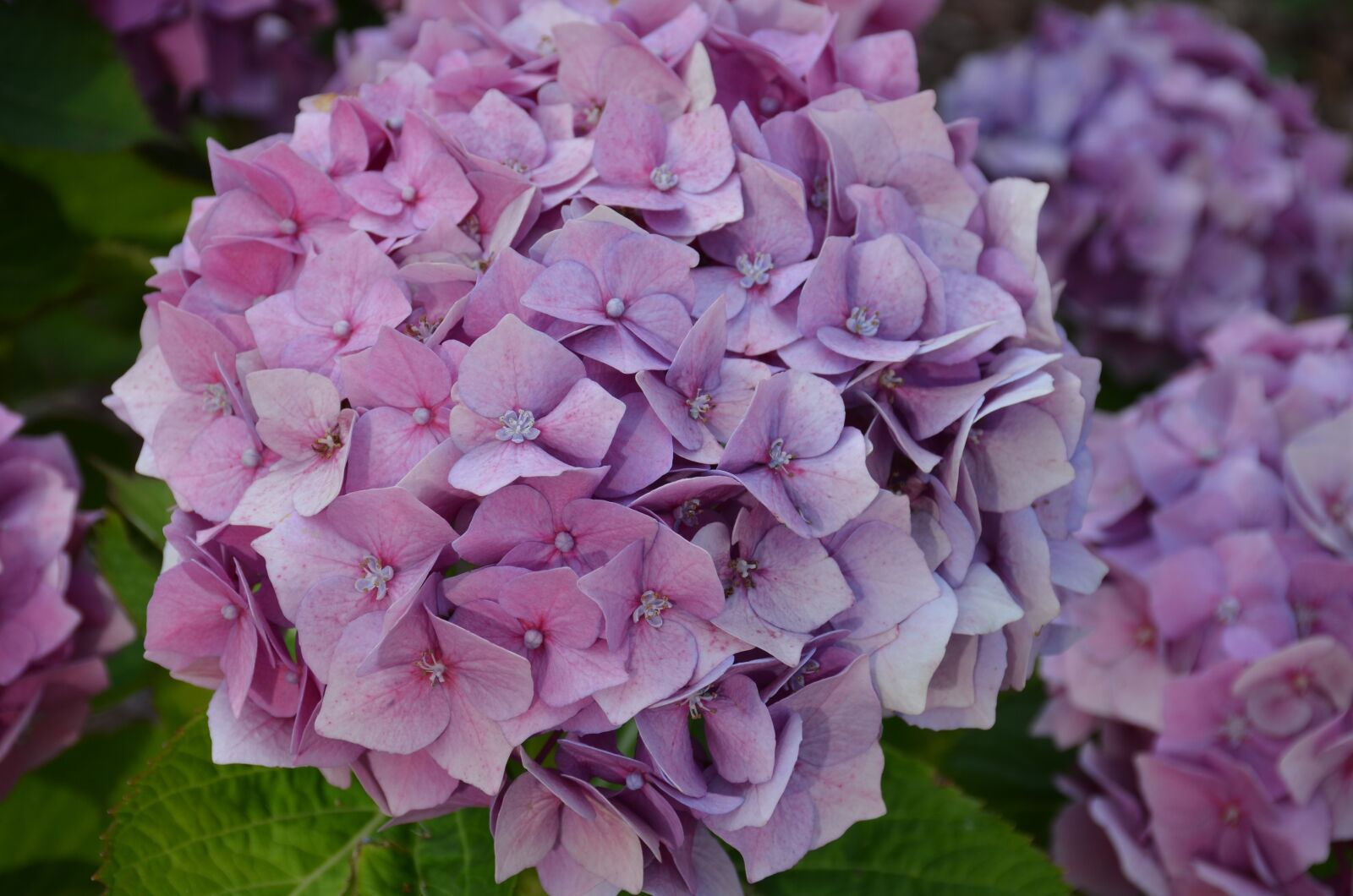 Nikon D7000 sample photo. Flowers, purple, floral photography