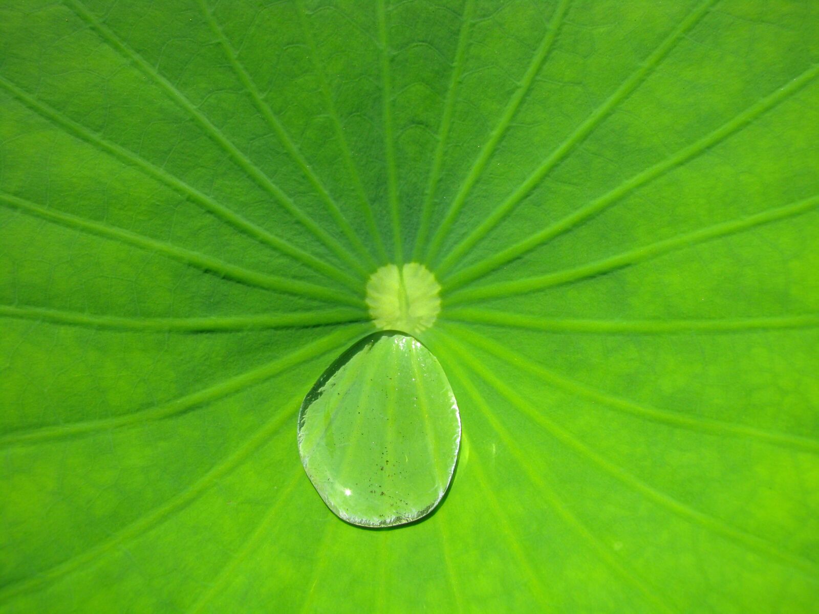 Canon POWERSHOT S5 IS sample photo. Leaf, water, droplet photography
