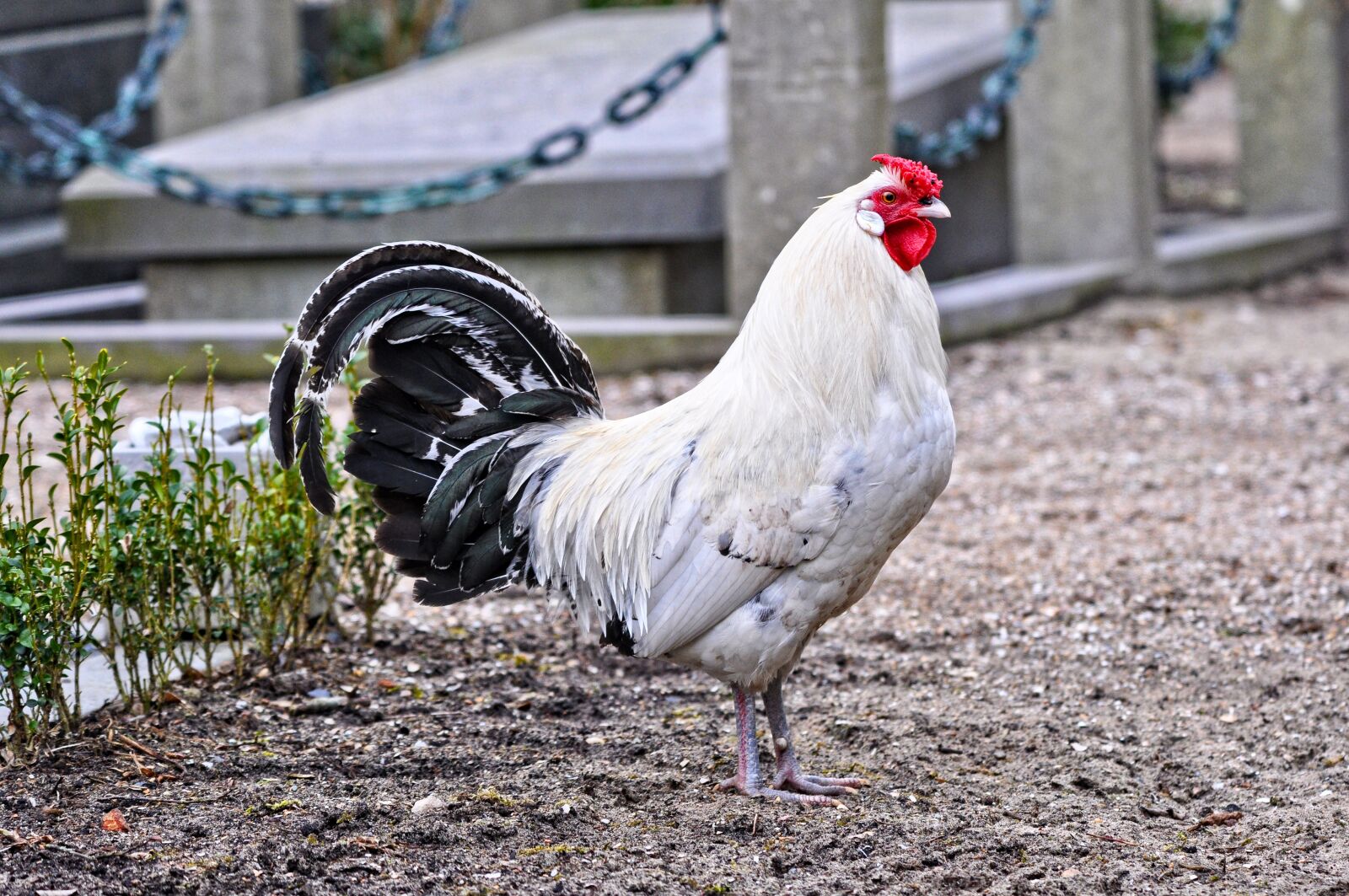 Nikon D90 sample photo. Chicken, animal, rooster photography