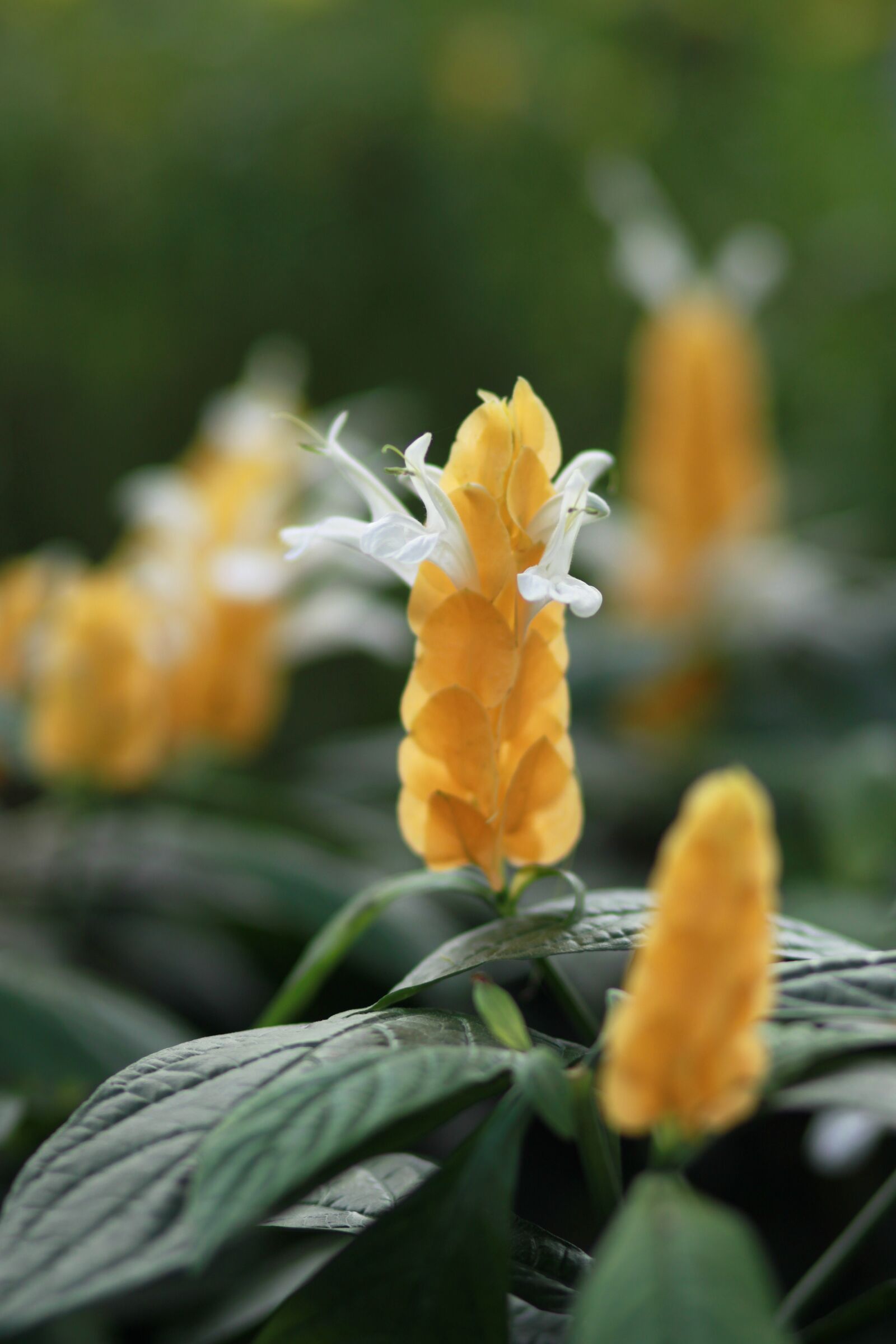 Canon EOS 500D (EOS Rebel T1i / EOS Kiss X3) sample photo. Flowers, plants, nature photography