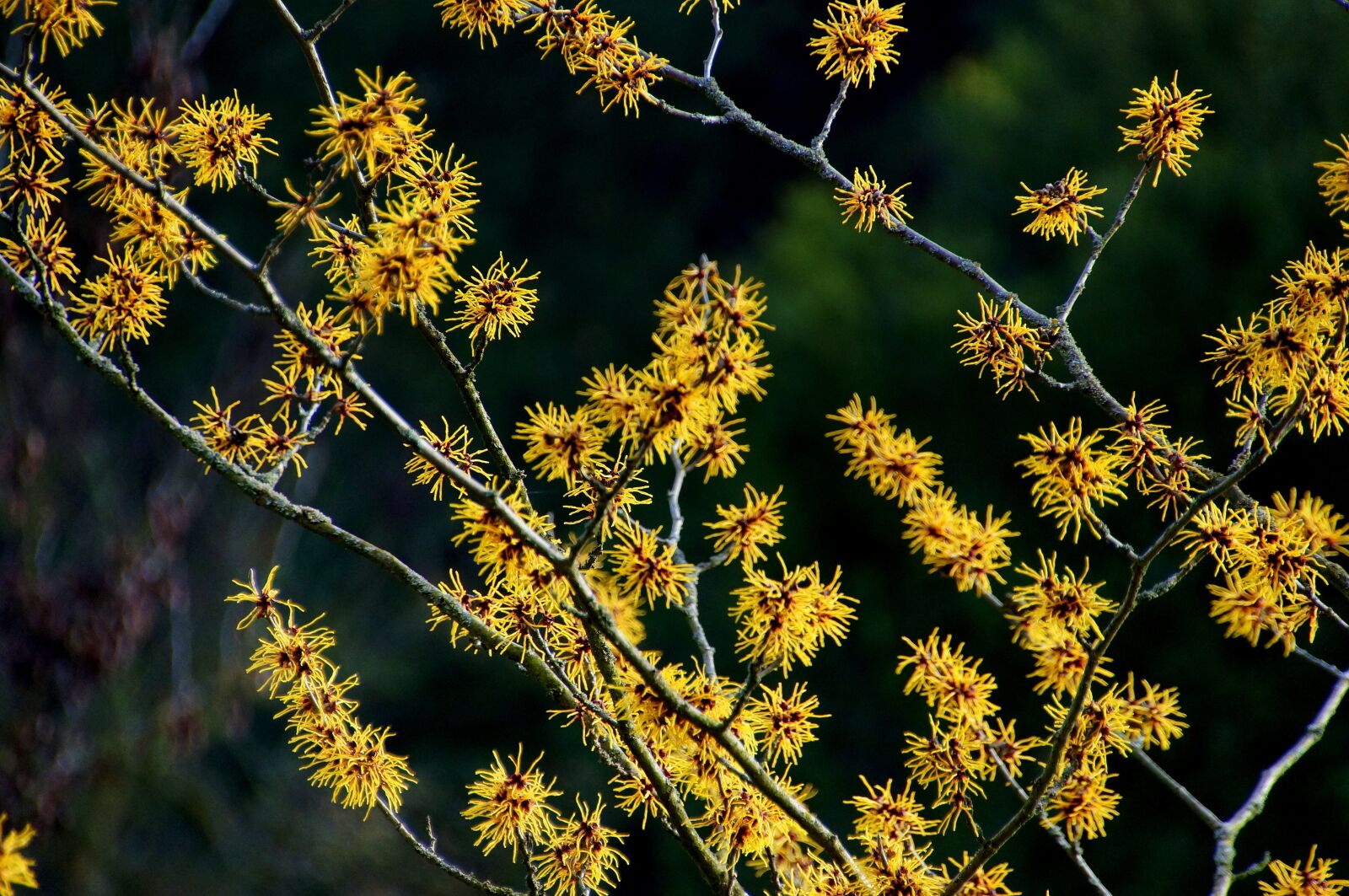 DT 18-270mm F3.5-6.3 sample photo. Nature, witch hazel, hazel photography