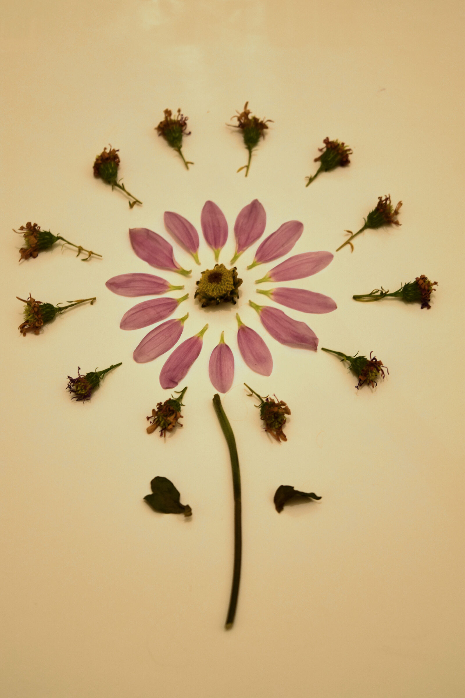 Nikon D3300 sample photo. Autumn, flower, knolling photography