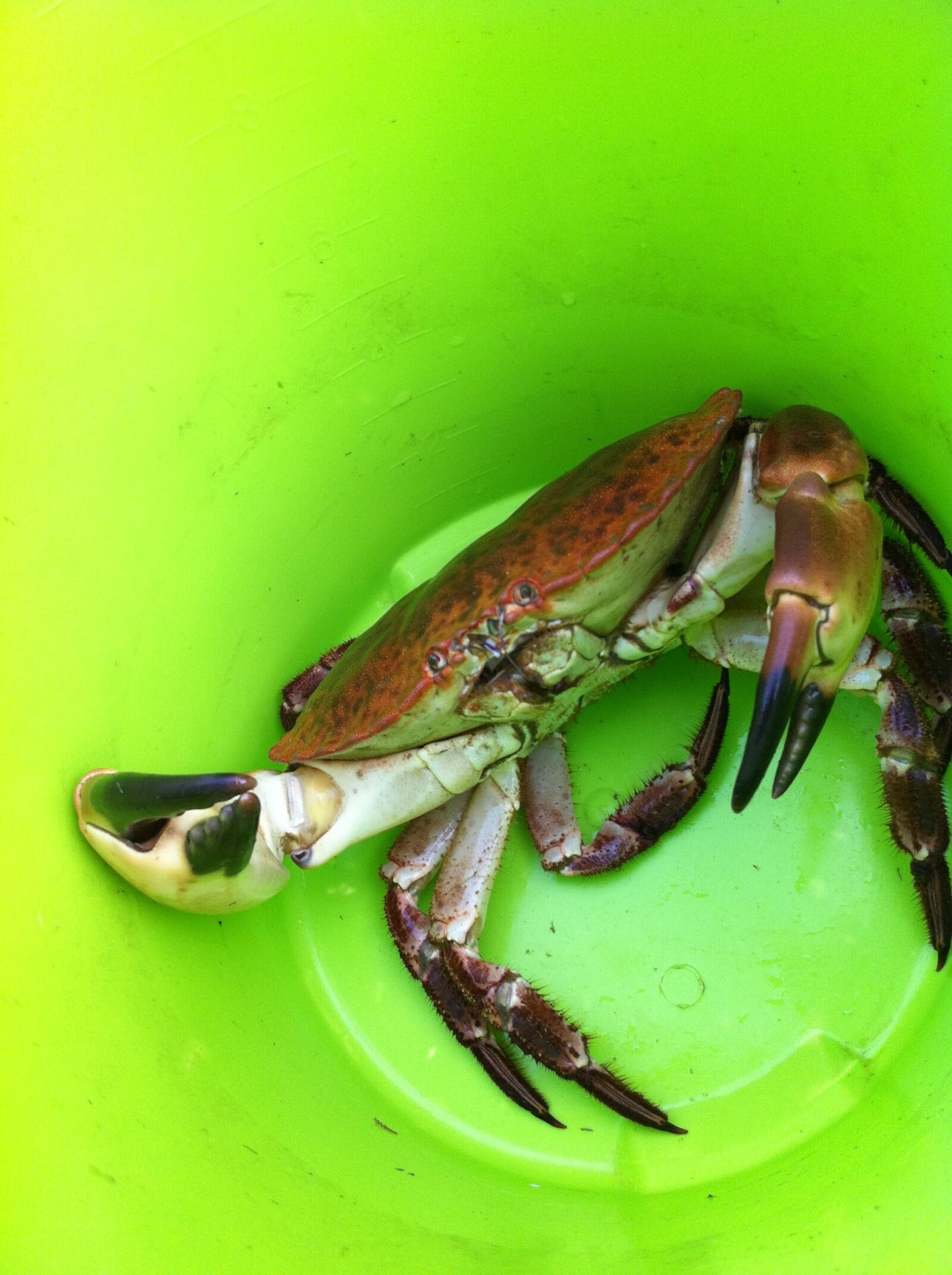Apple iPhone 4 sample photo. Crab, fishing, green photography