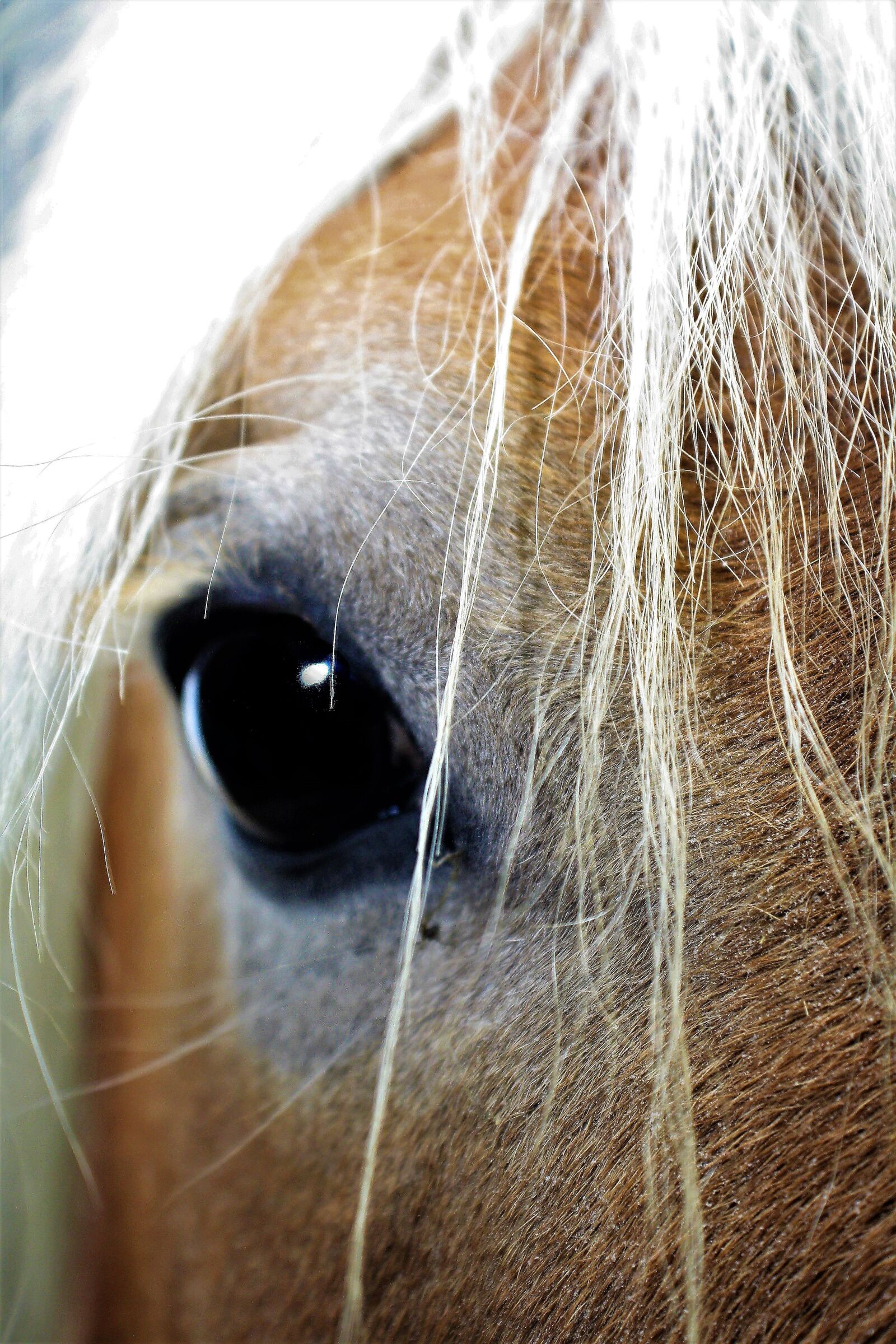 Canon EOS 1000D (EOS Digital Rebel XS / EOS Kiss F) sample photo. Horse, horse head, mane photography