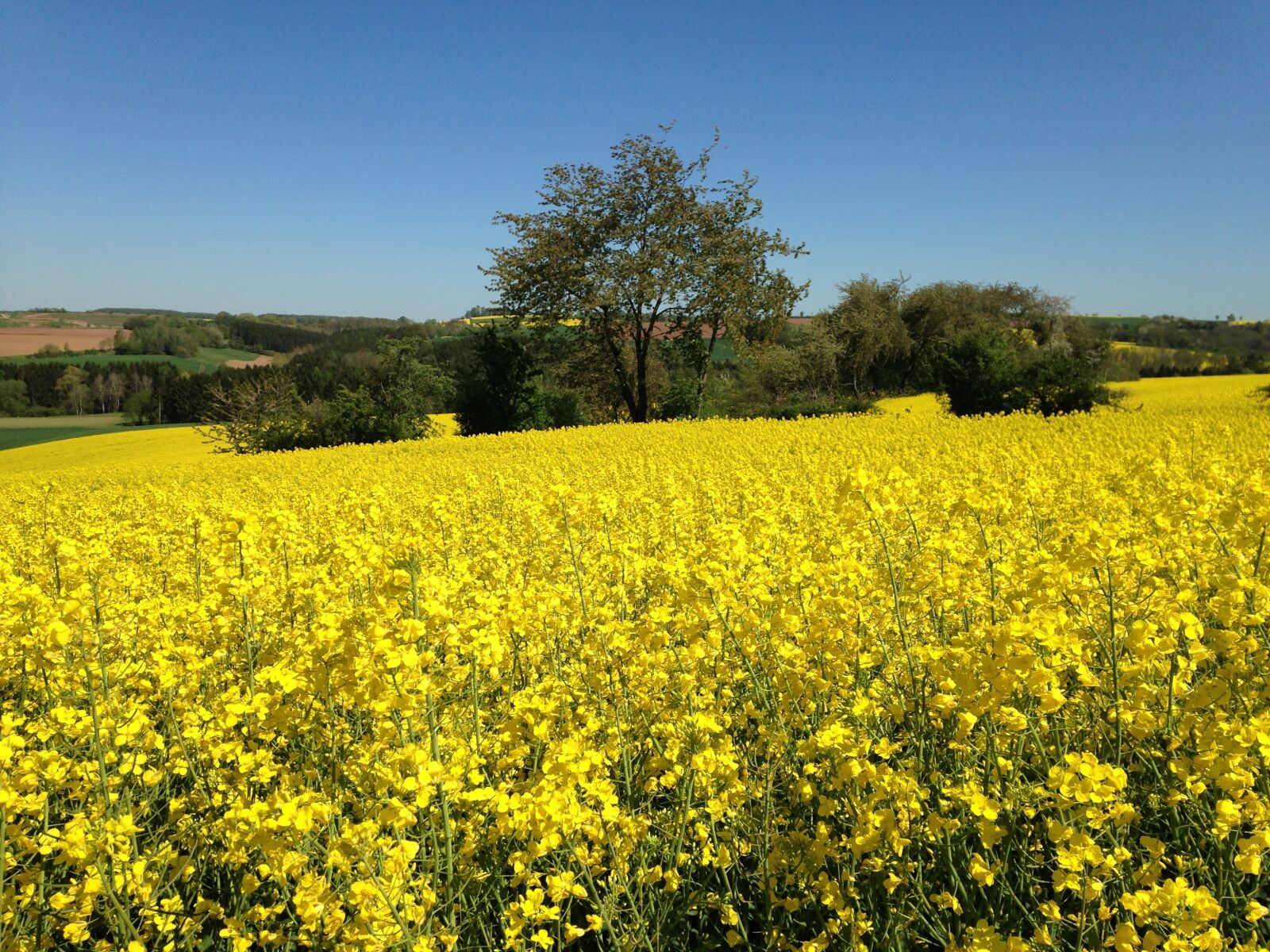 Apple iPhone 5c sample photo. Field of rapeseeds, oilseed photography