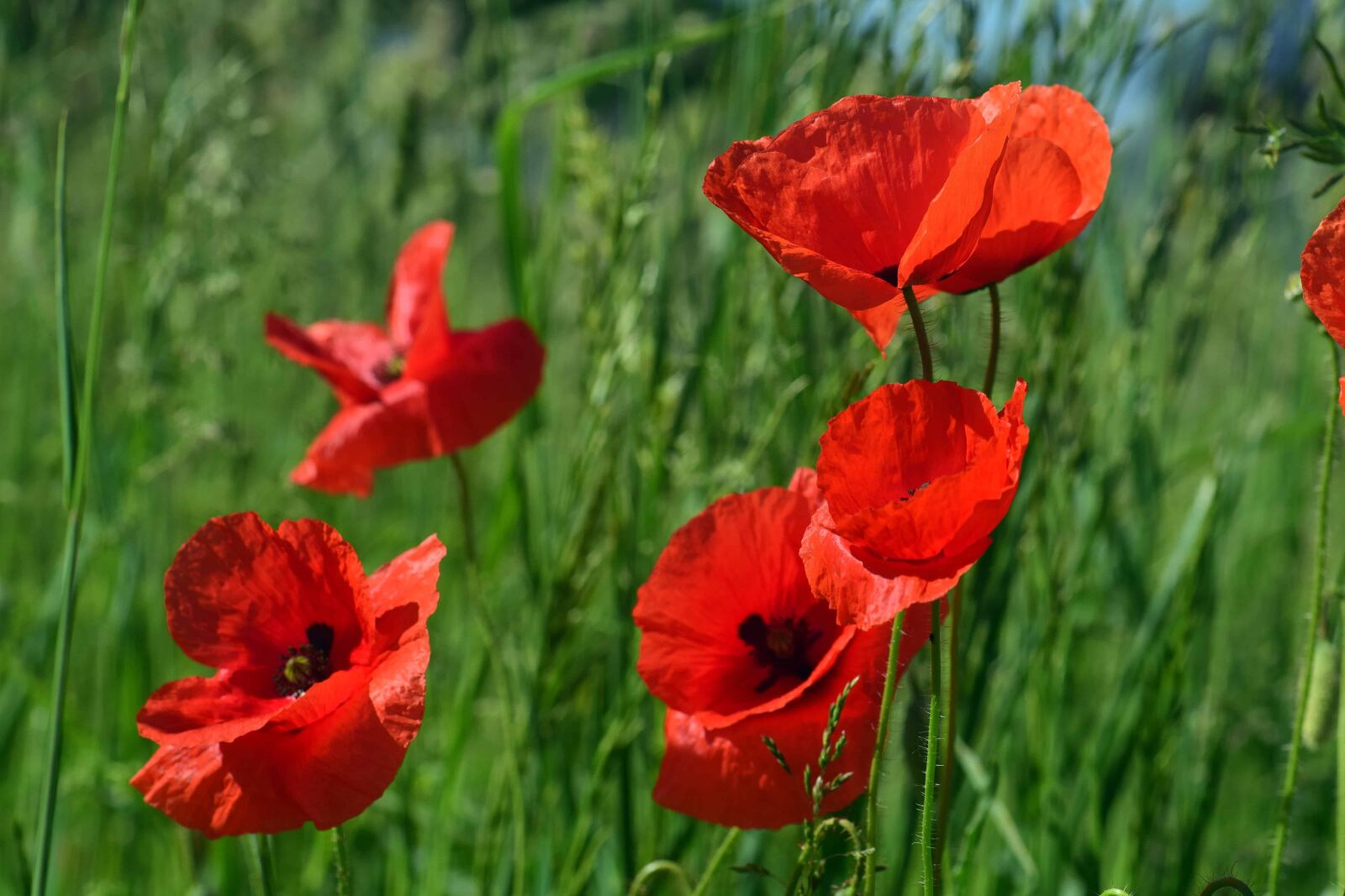 Nikon D3300 sample photo. Poppy, nature, grass, summer photography