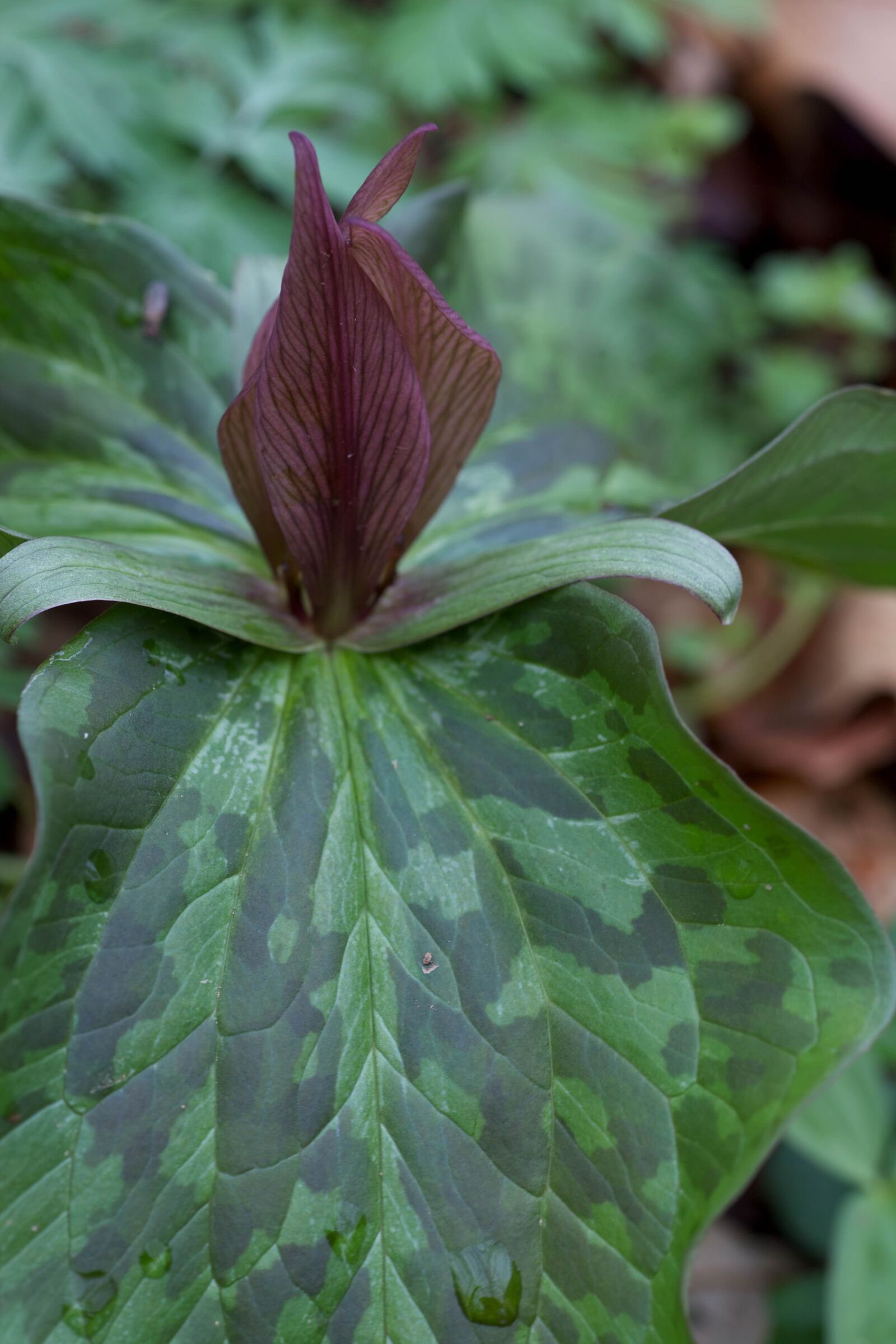 Canon EOS 5D Mark II sample photo. Toad shade, perennial, spring photography