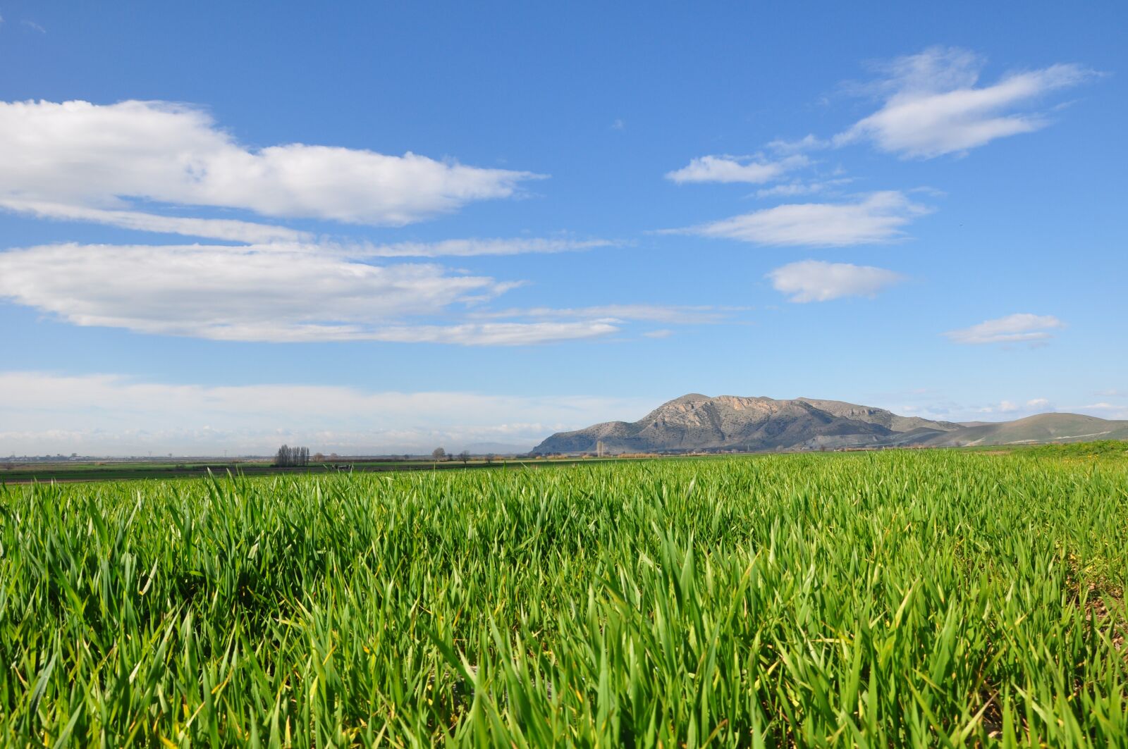 Nikon D90 sample photo. Fields, thessaly, wheat photography
