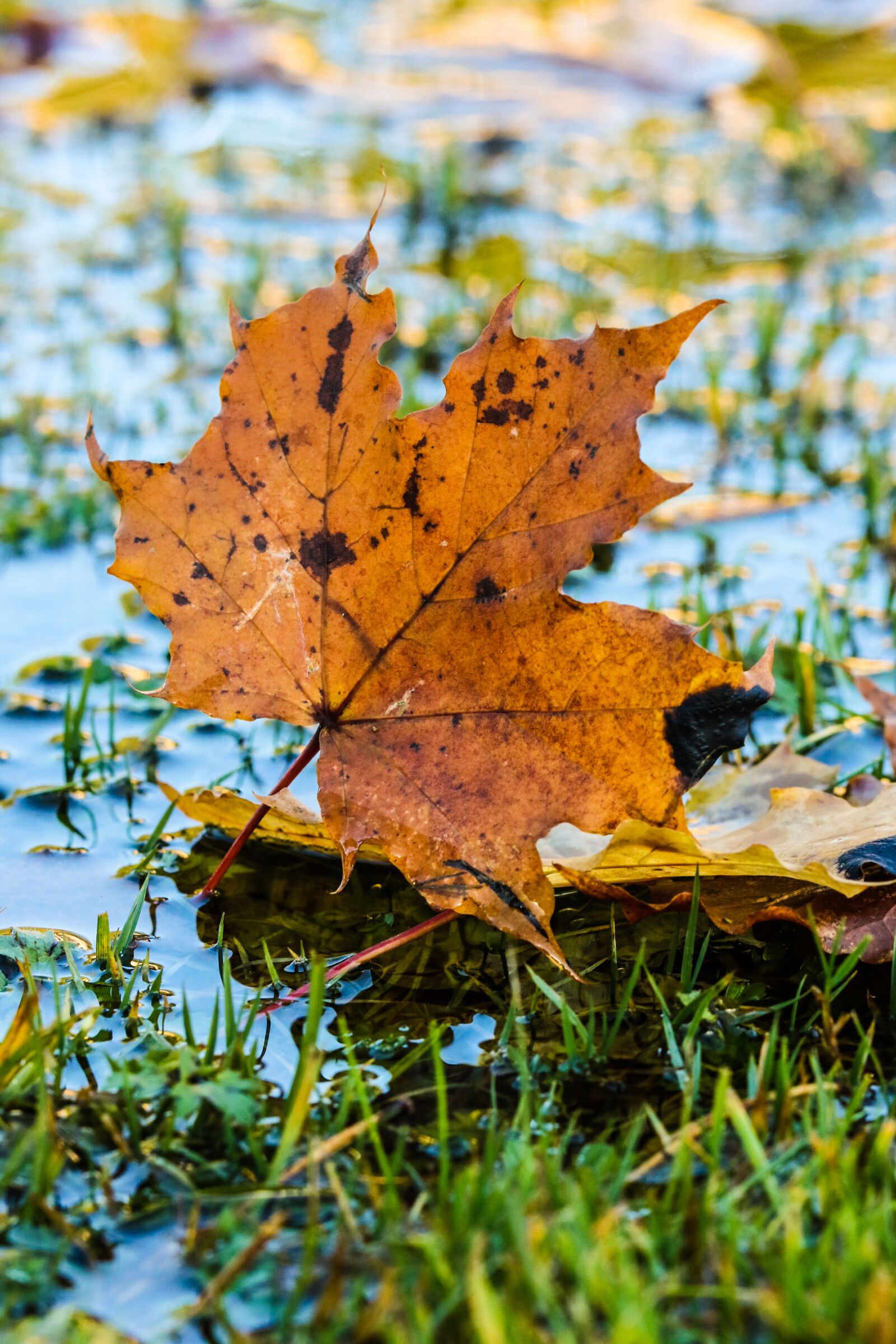 Canon EOS 7D Mark II sample photo. Leaf, autumn, puddle photography