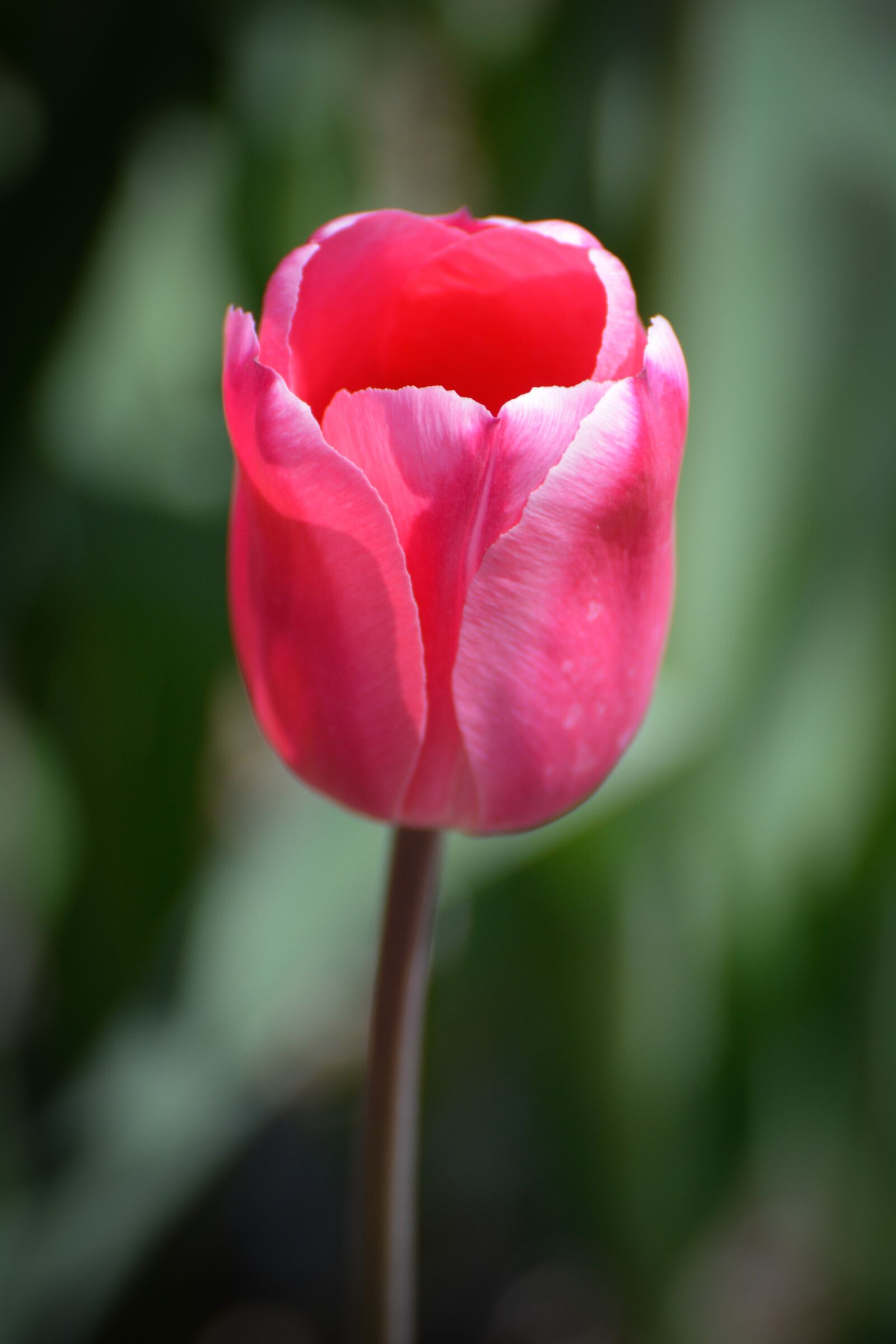 Nikon D7100 sample photo. Tulips, flower, holland photography