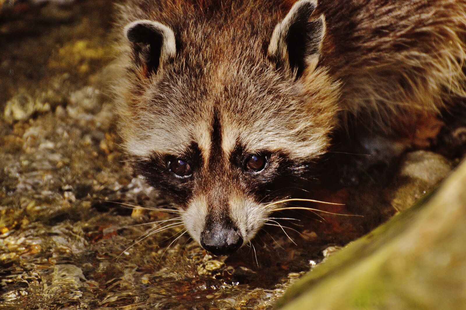 Nikon D3200 sample photo. Raccoon, wild animal, water photography
