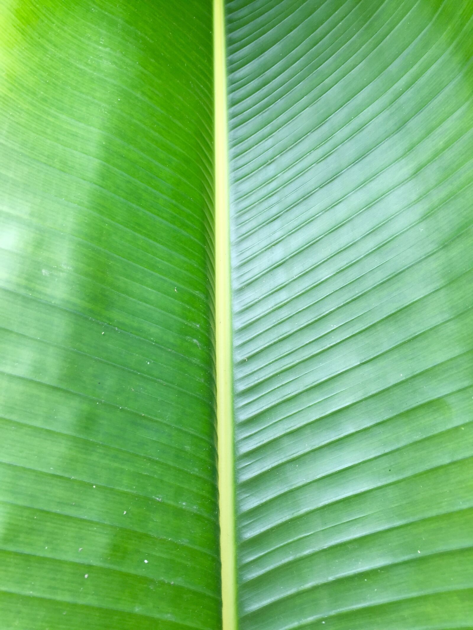 Apple iPhone 6 sample photo. Palm, palm frond, leaf photography