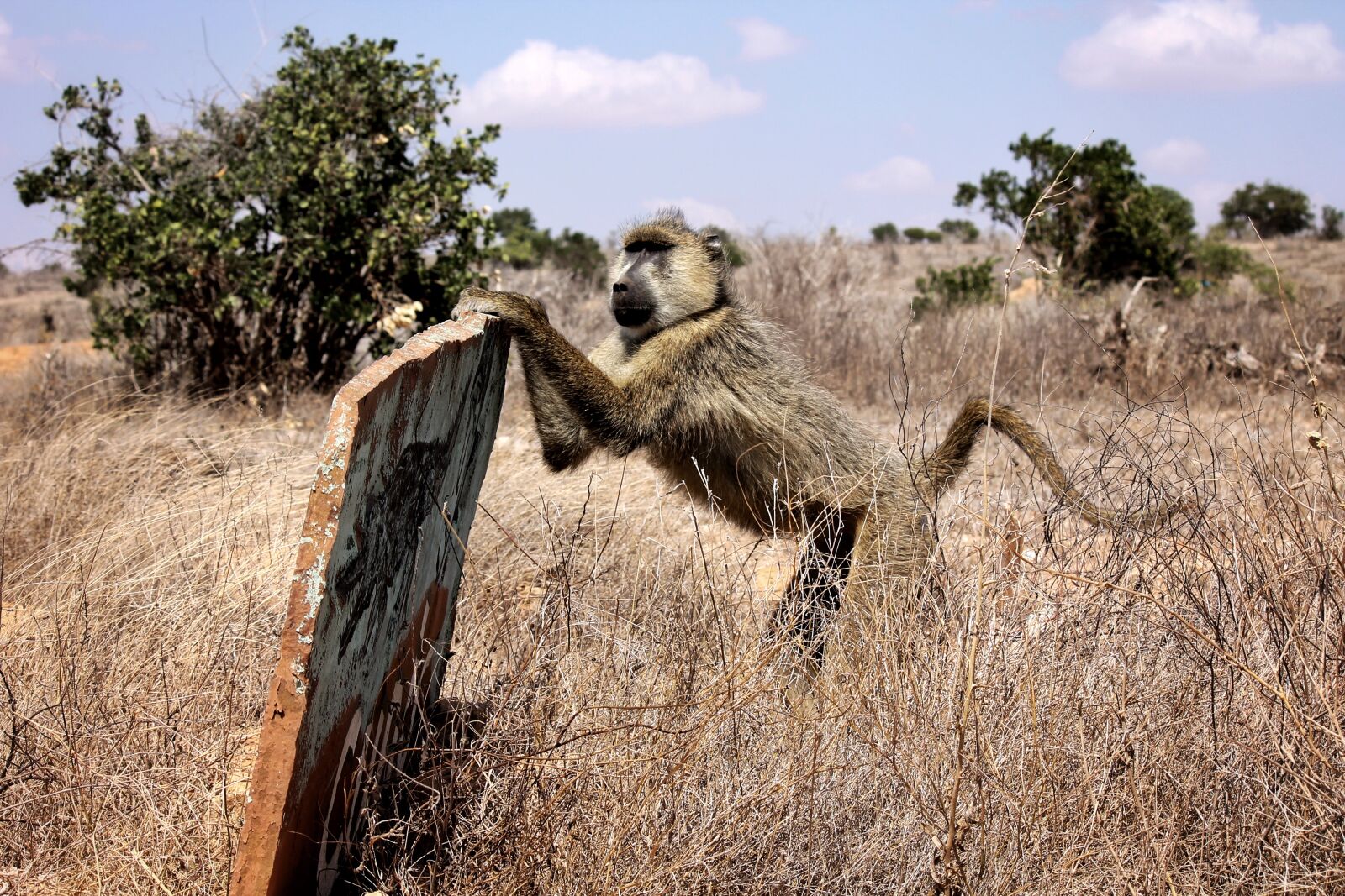 Canon EOS 1100D (EOS Rebel T3 / EOS Kiss X50) sample photo. Africa, nature, safari photography