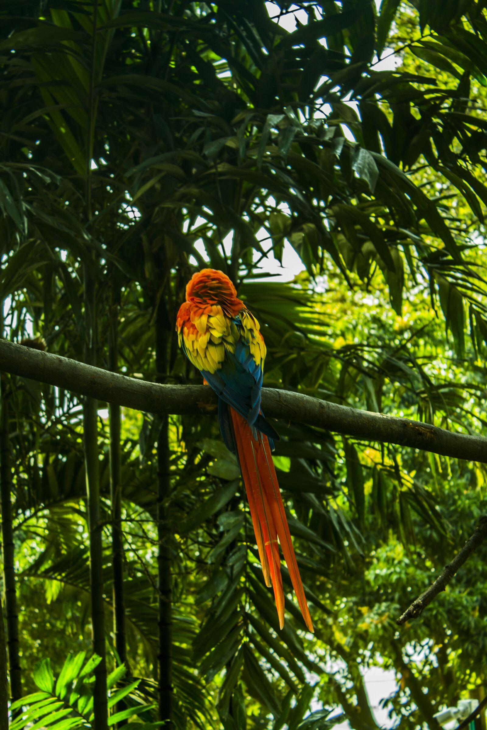 Canon EOS 1100D (EOS Rebel T3 / EOS Kiss X50) sample photo. Macaw, tropical, vegetation photography