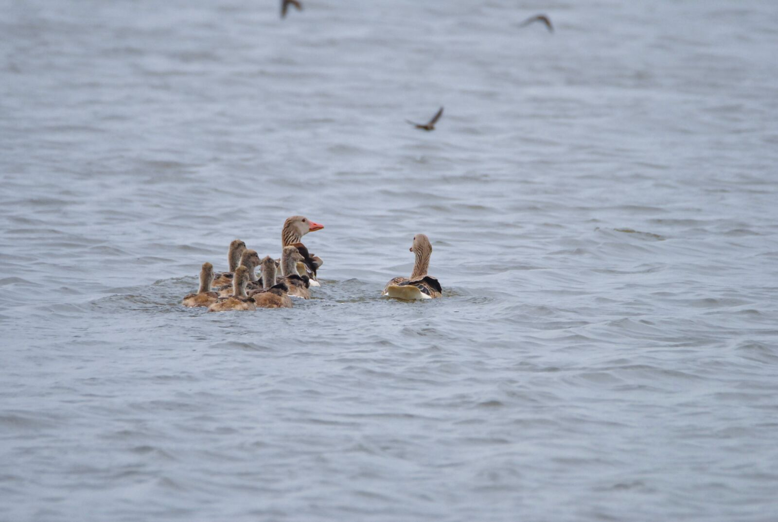 Nikon D3000 sample photo. Anser anser, the greylag photography