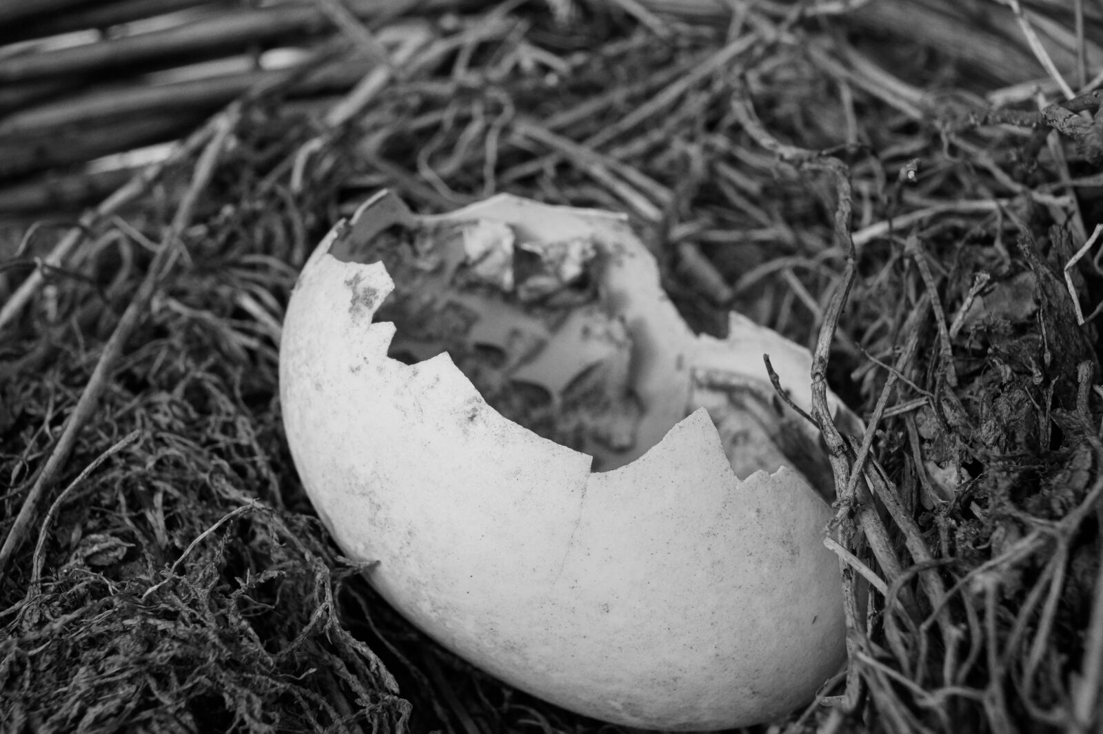 Sony DT 18-55mm F3.5-5.6 SAM II sample photo. Egg, broken, open photography