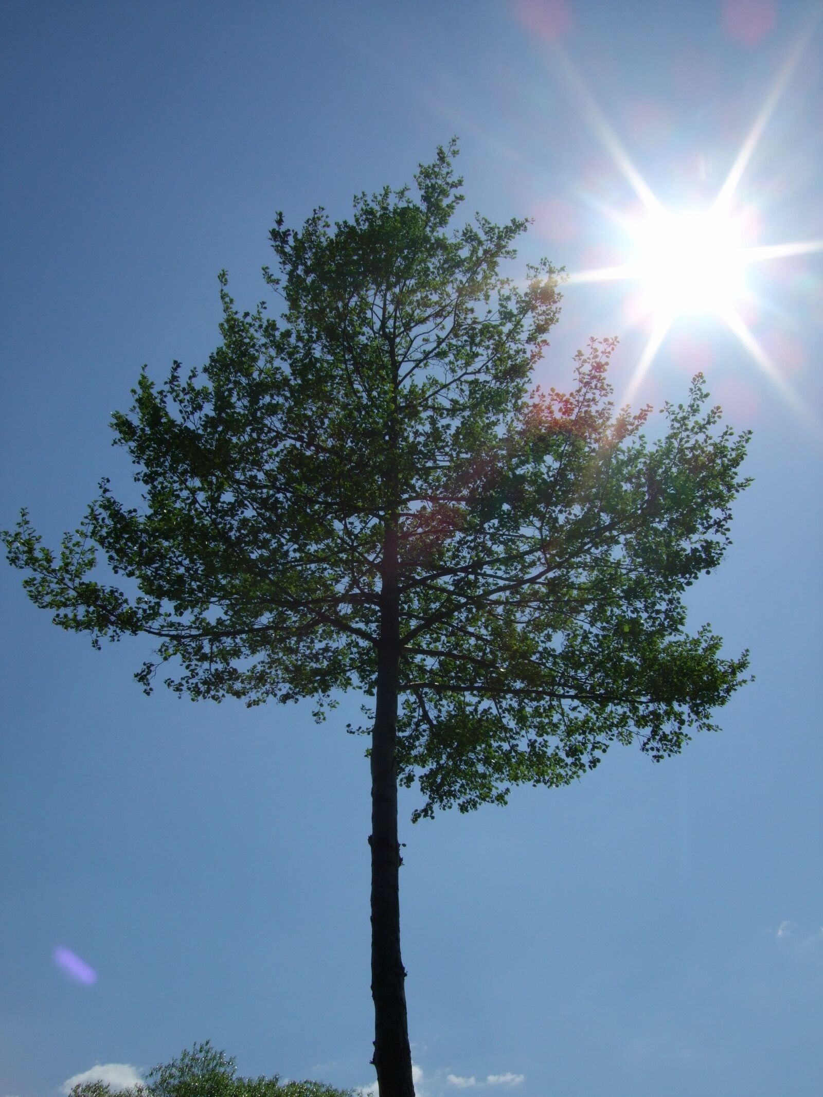 Fujifilm FinePix F40fd sample photo. Sky, sun, tree photography