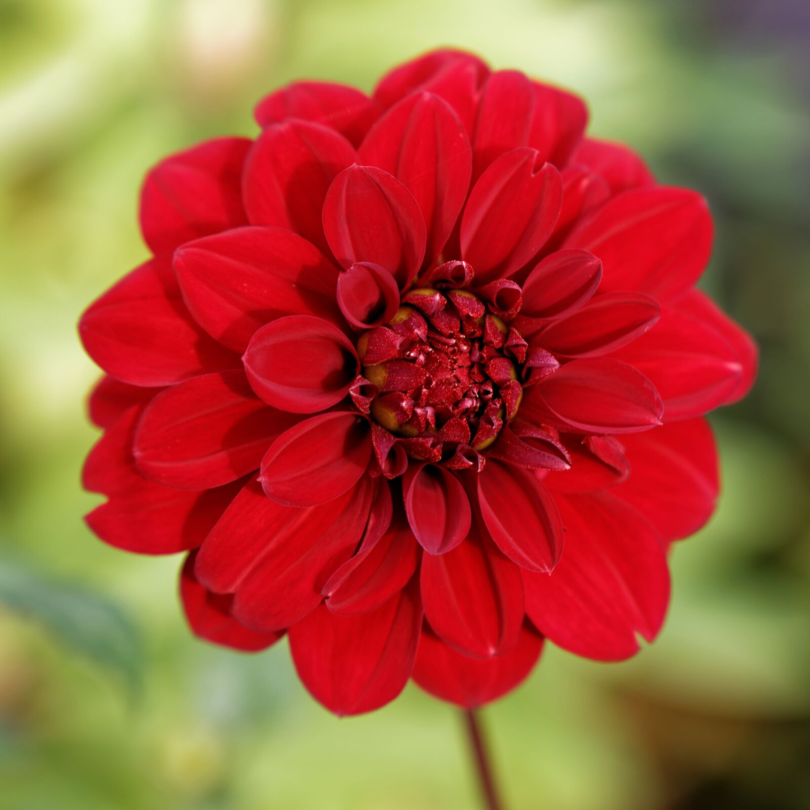 Canon EOS 5DS R sample photo. Flower, nature, plant photography