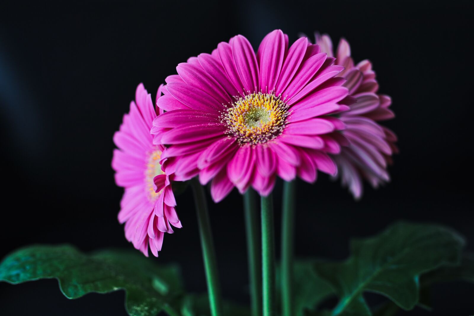 Canon EOS 700D (EOS Rebel T5i / EOS Kiss X7i) sample photo. Gerbera, flower, cut flowers photography