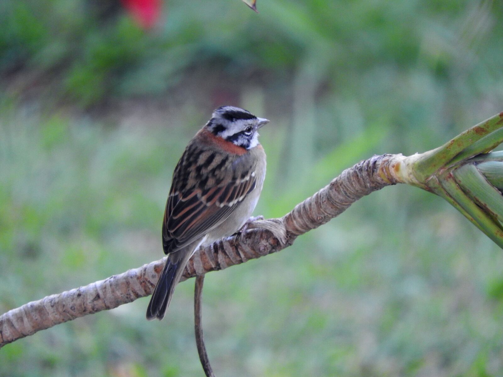 Nikon Coolpix P610 sample photo. Hacksaw, birdie, bird photography