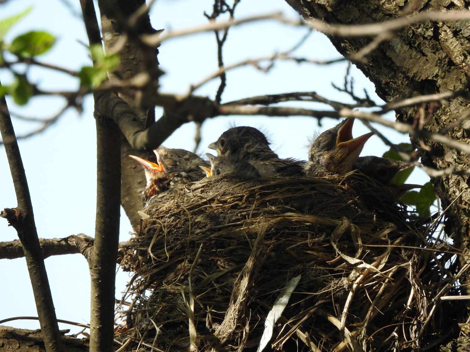 Nikon Coolpix P900 sample photo. Nest, baby bird, the photography