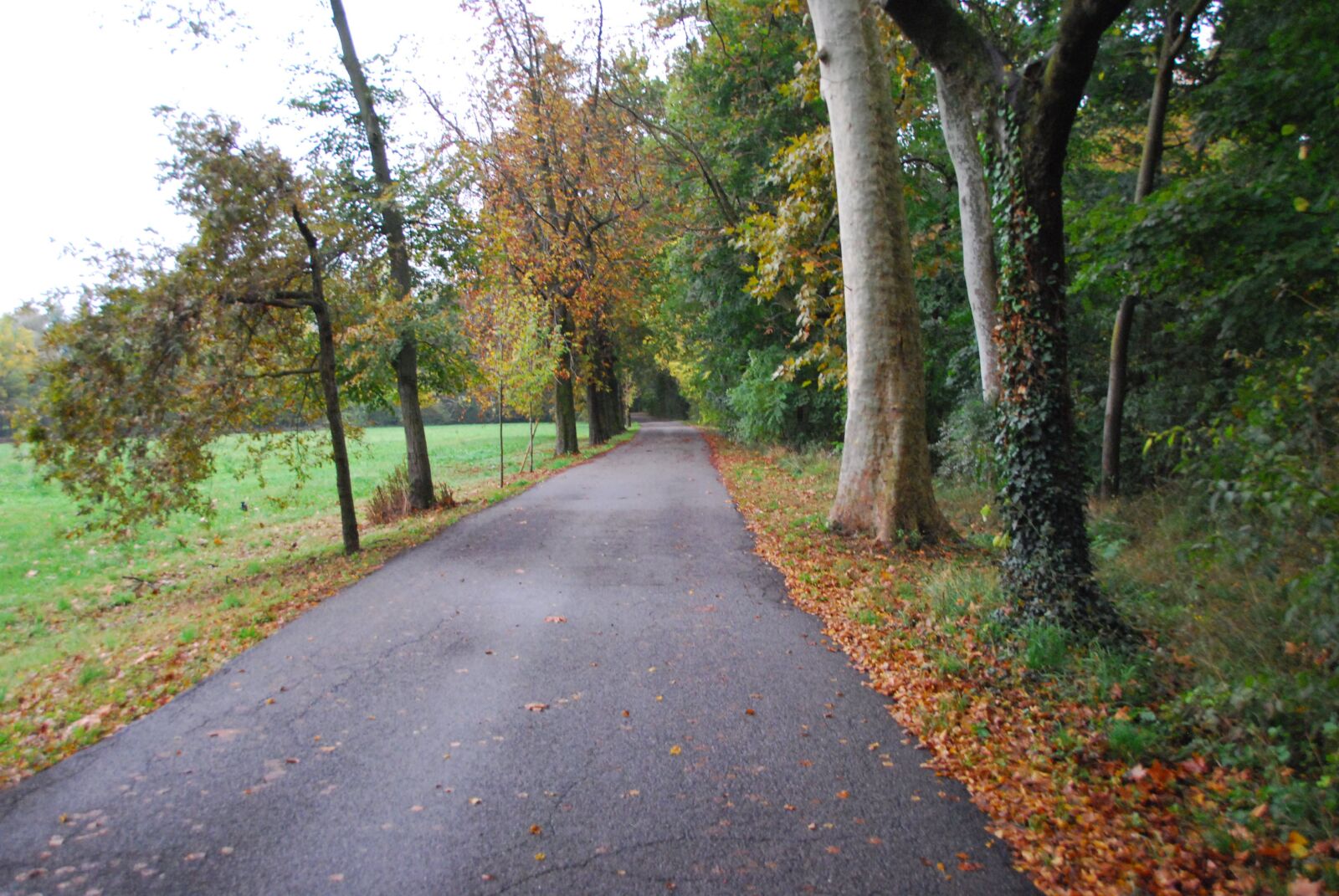 Nikon D80 sample photo. Road, park, trees photography