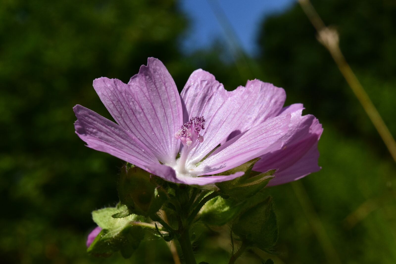 Nikon D3300 sample photo. Roses-mallow, malva alcea, rose photography
