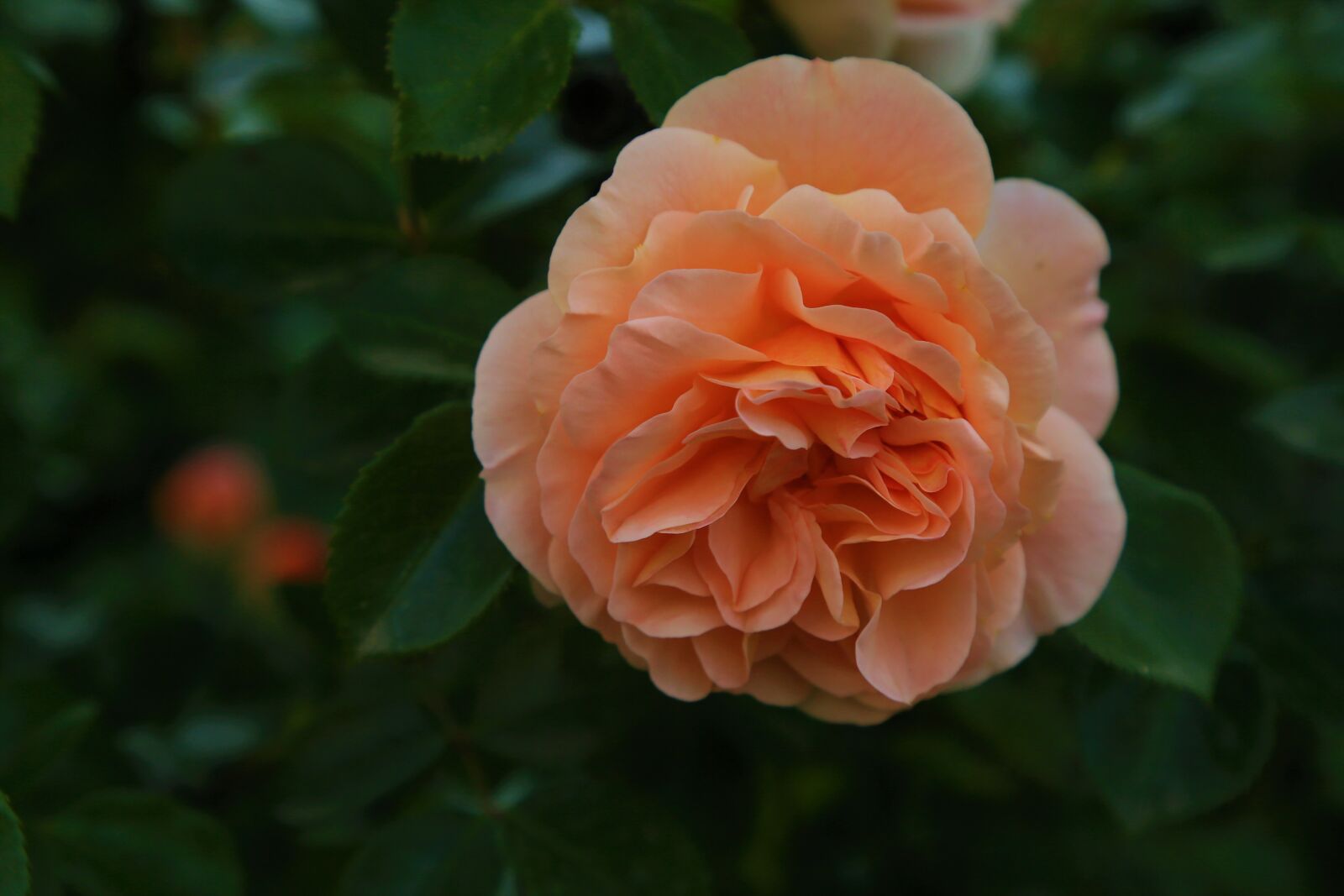 Canon EOS 5D Mark III sample photo. Rose, spring, nature photography