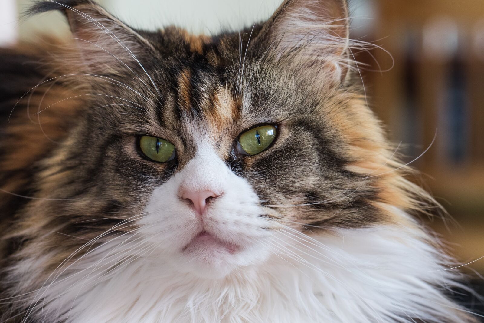 Canon EOS 7D Mark II sample photo. Cat, maine coon, breed photography
