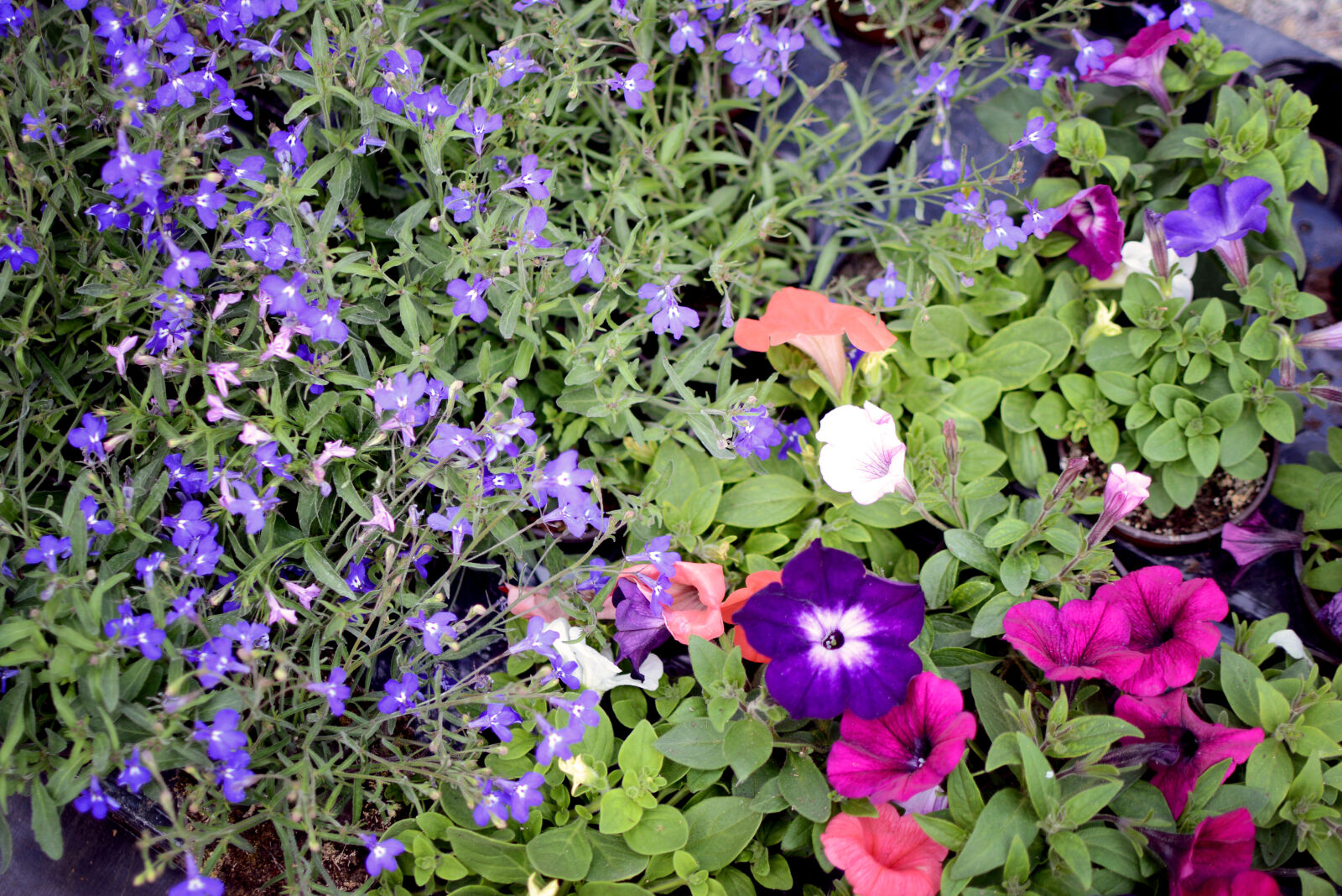 Nikon D7100 sample photo. Background, floral, flower, market photography