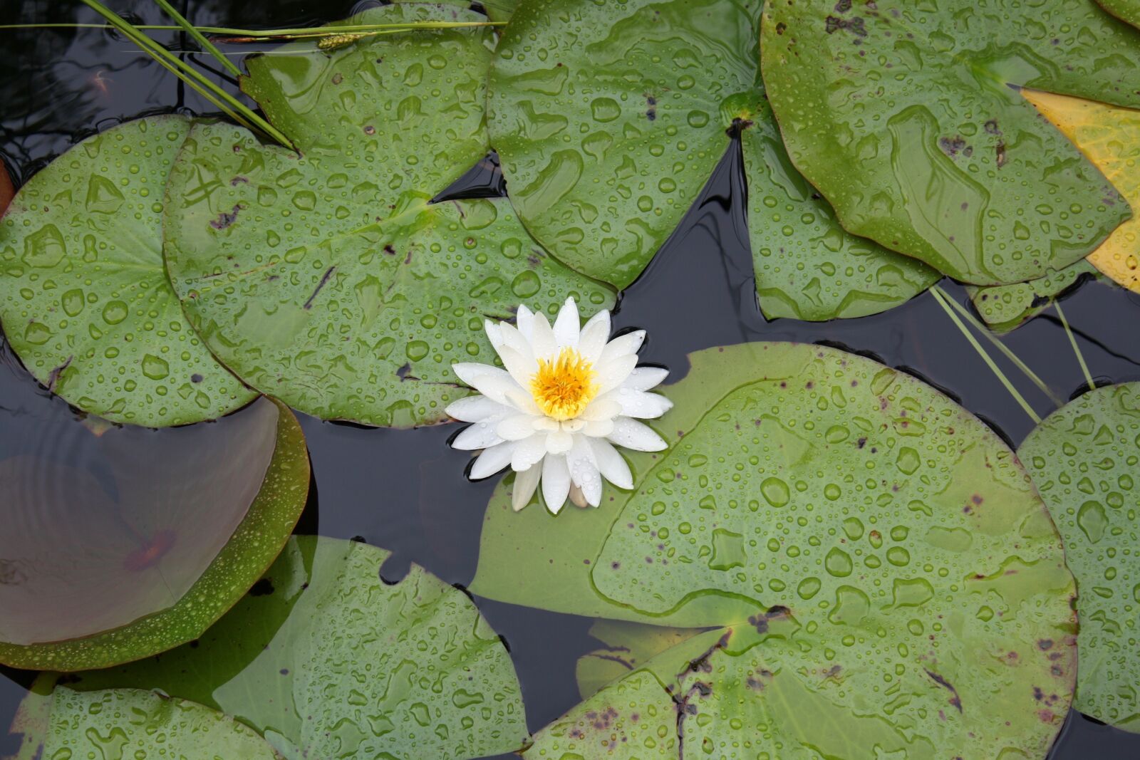Canon EOS 1000D (EOS Digital Rebel XS / EOS Kiss F) sample photo. Nature, peaceful, flower photography