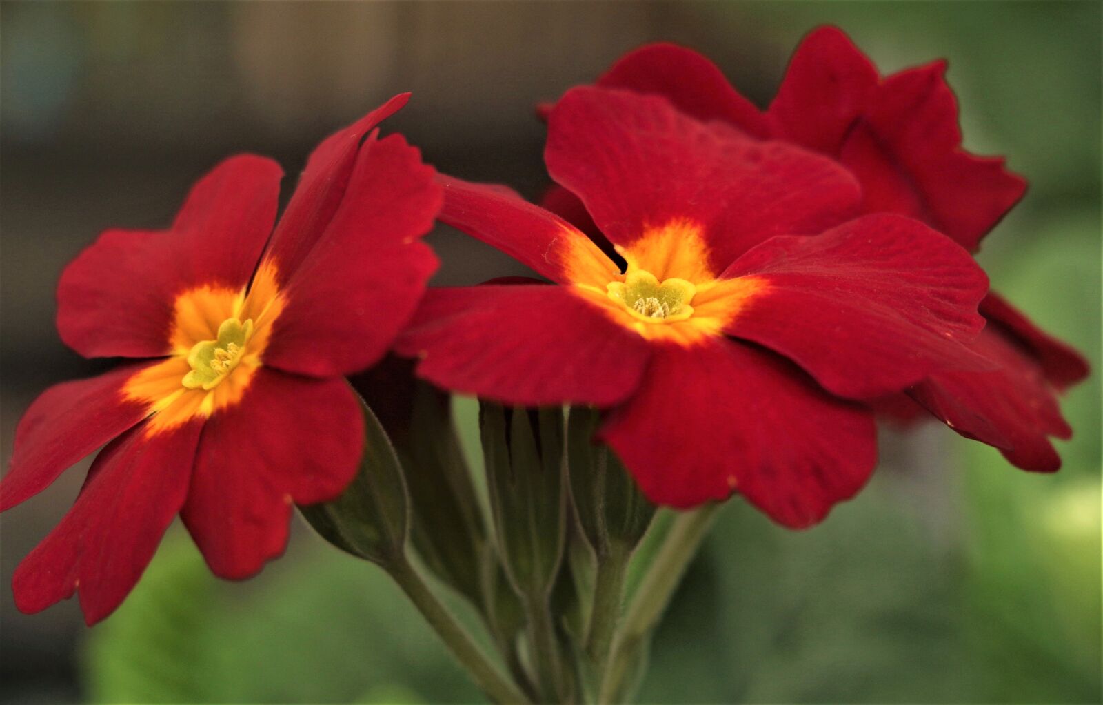 Canon EOS 7D Mark II sample photo. Flower, lily, floral photography