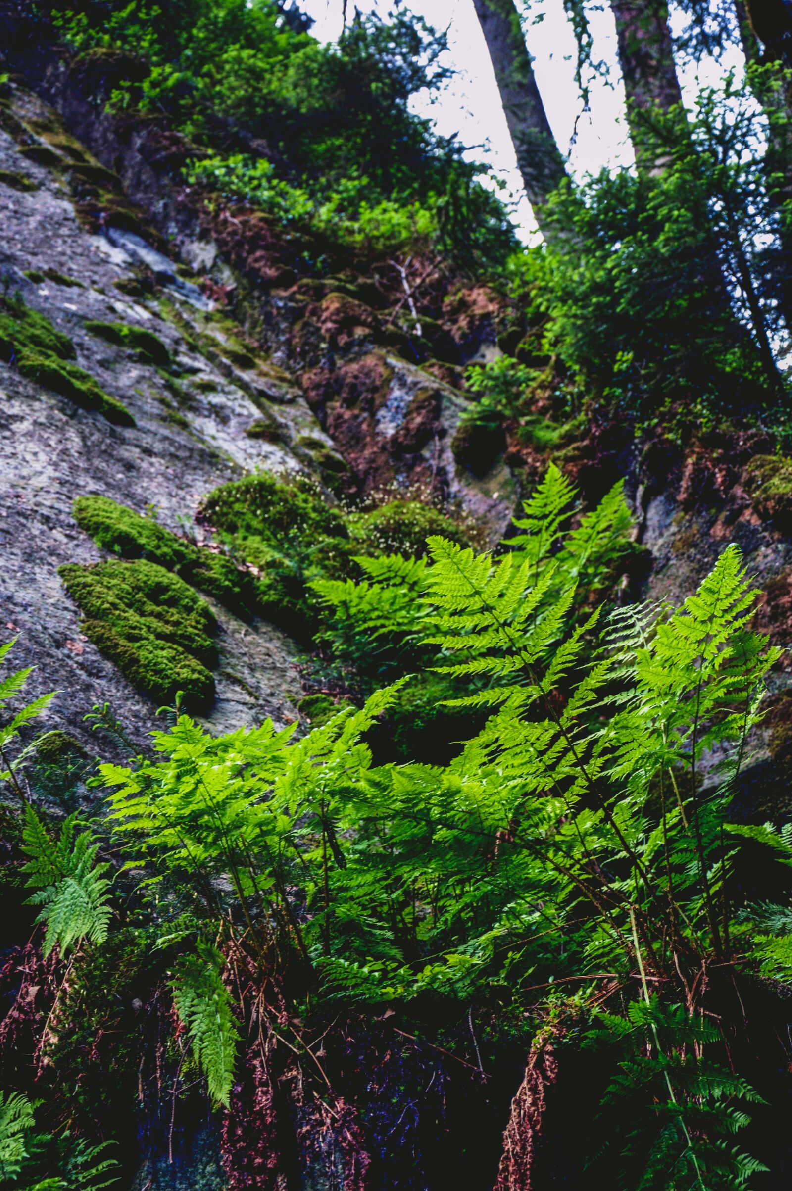Nikon D3200 sample photo. Plant, fern, mountains photography