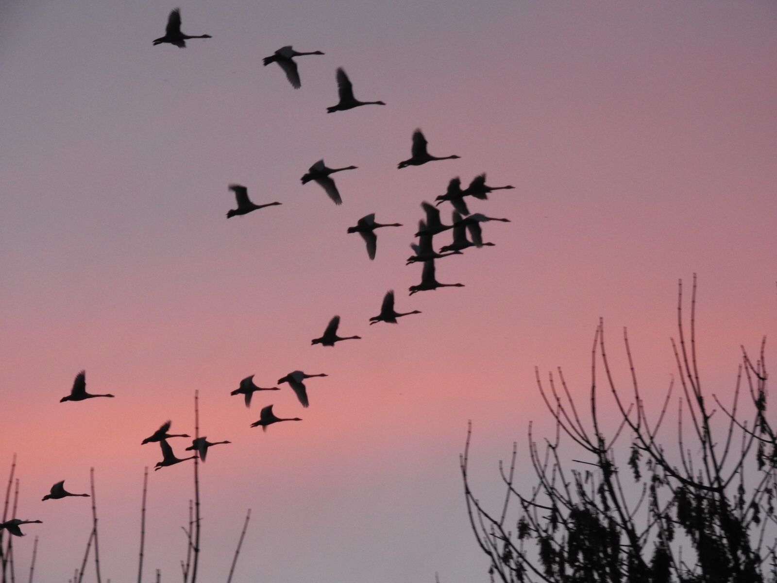 Nikon Coolpix P610 sample photo. Sunset, birds, sky photography