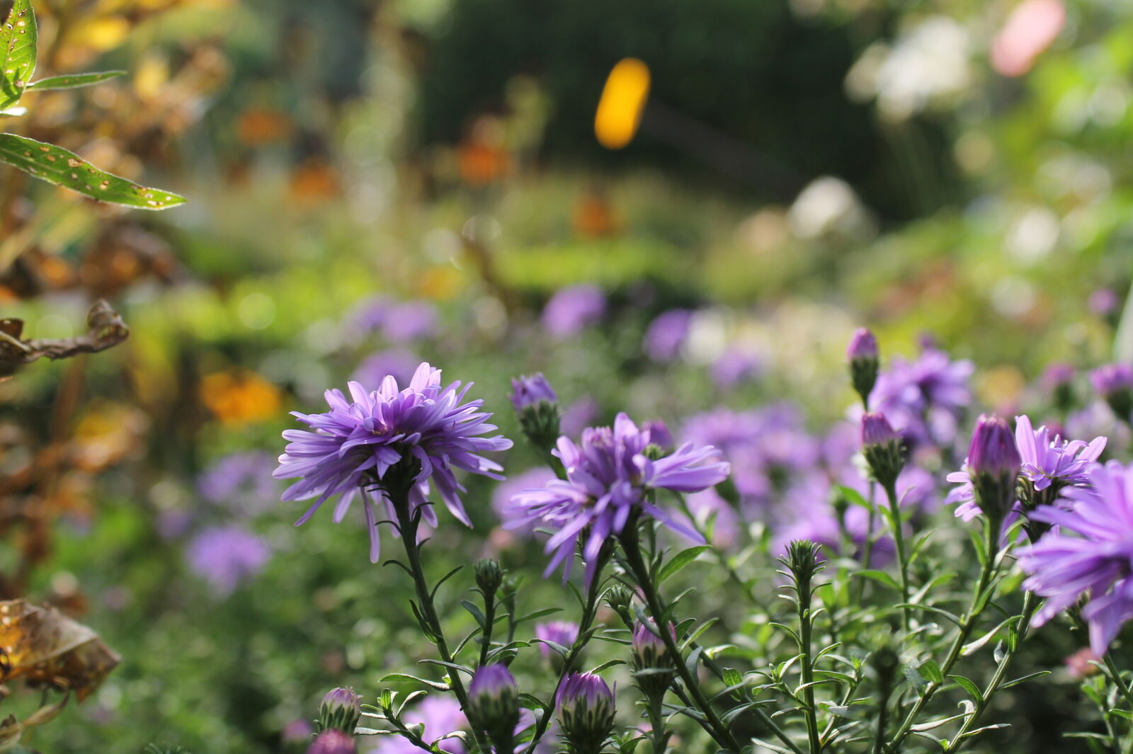 Canon EOS 1100D (EOS Rebel T3 / EOS Kiss X50) sample photo. Beautiful, flowers, flower, garden photography