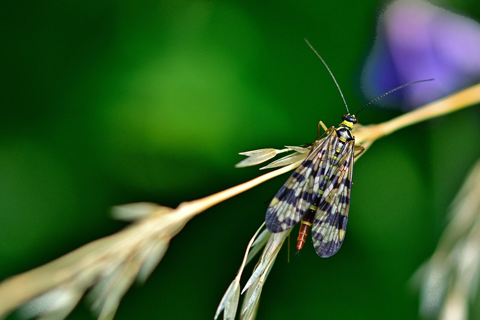 Nikon D5200 sample photo. Communis, female, insect photography